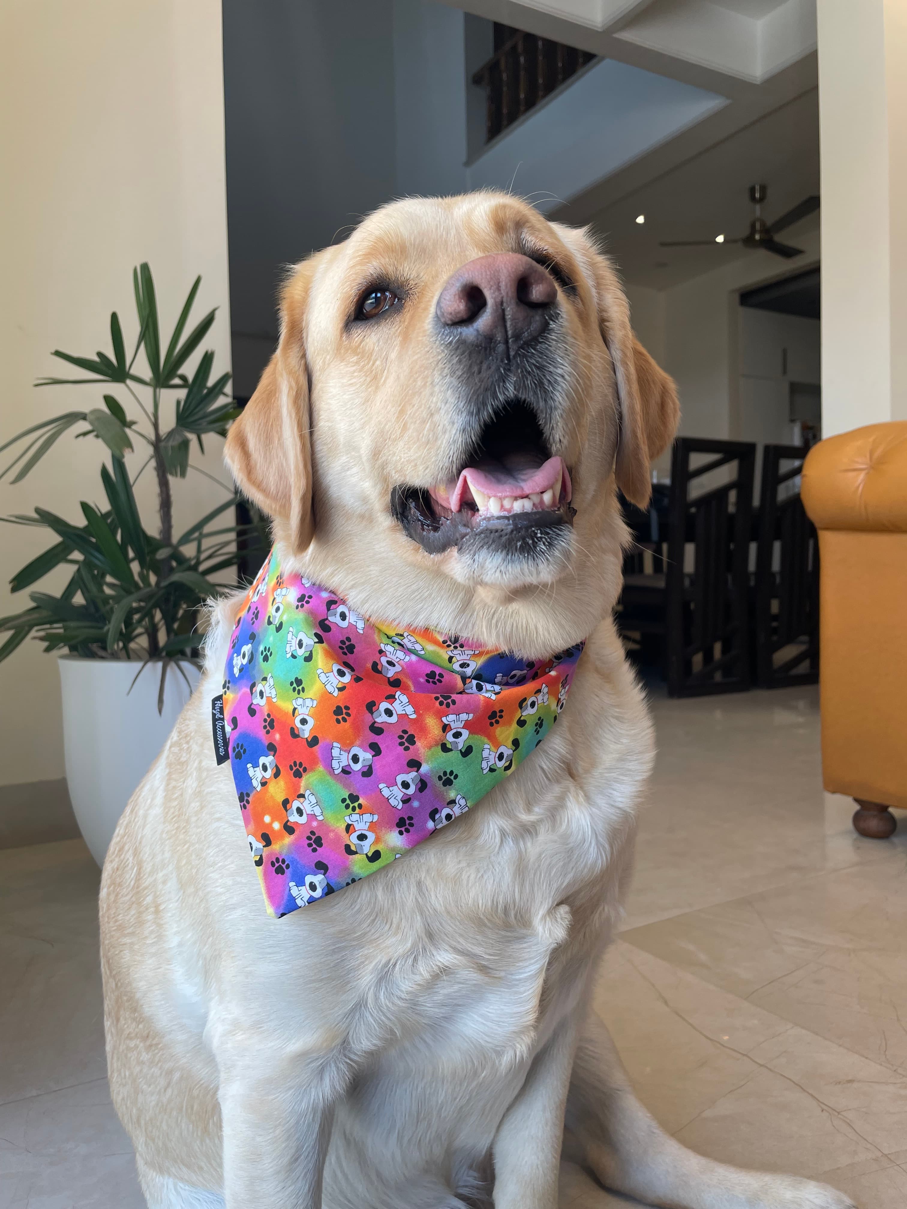 Pawsitive Vibes tie on Bandana  image 2