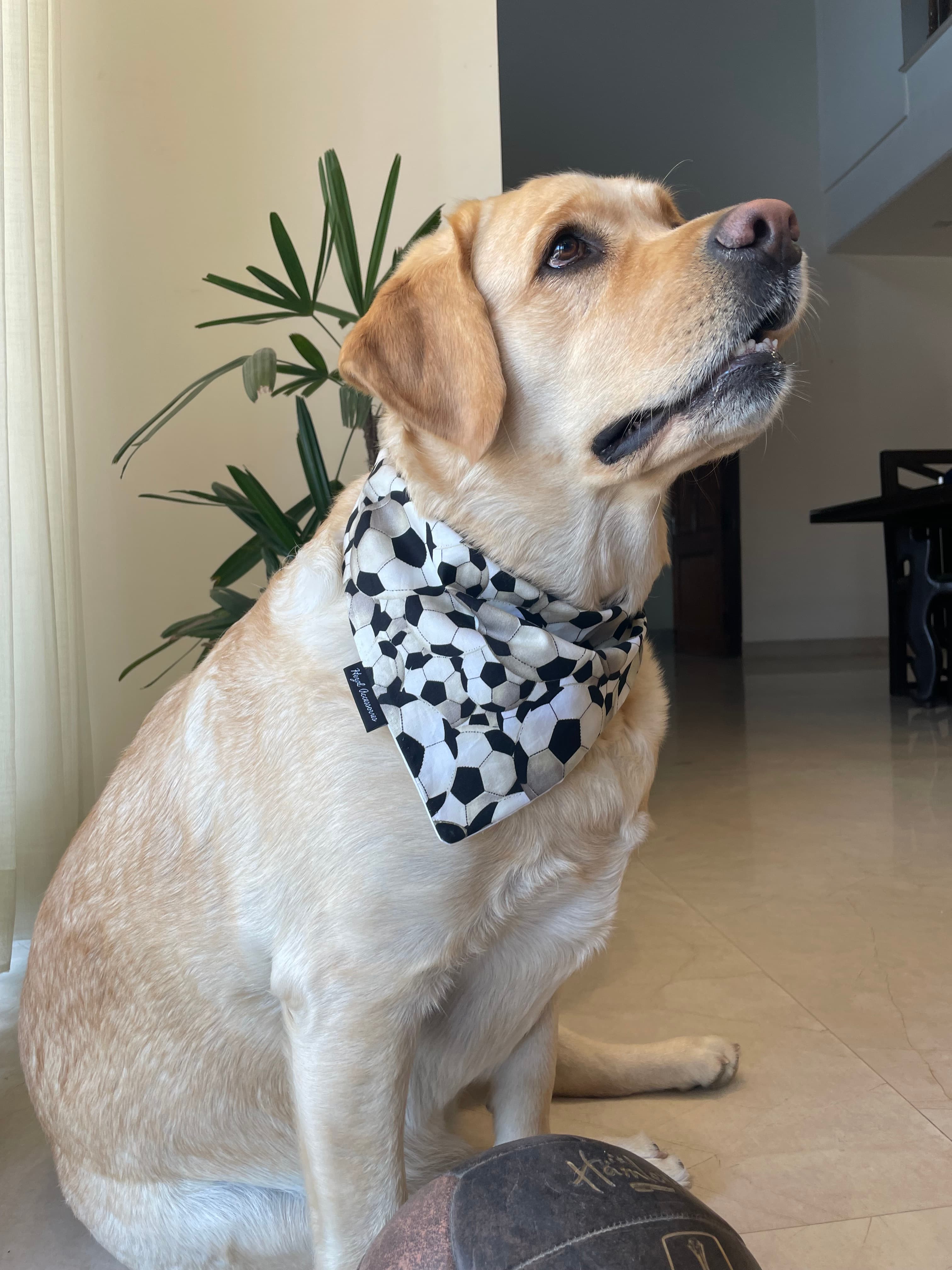 Goal Getter tie on Bandana 