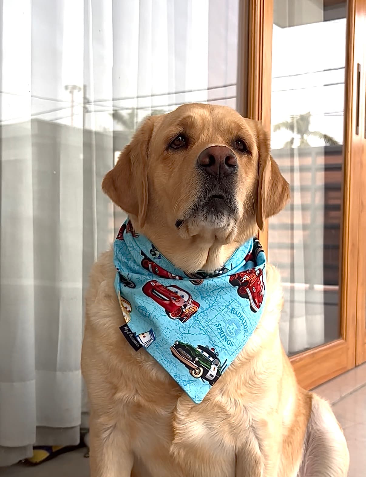 Fast & Furry-ous tie on Bandana  image 2