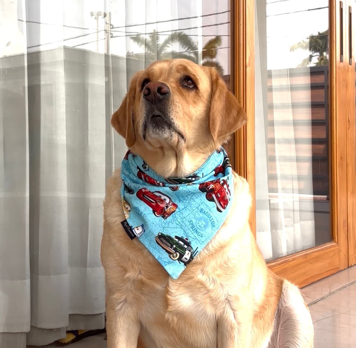 Fast & Furry-ous tie on Bandana 