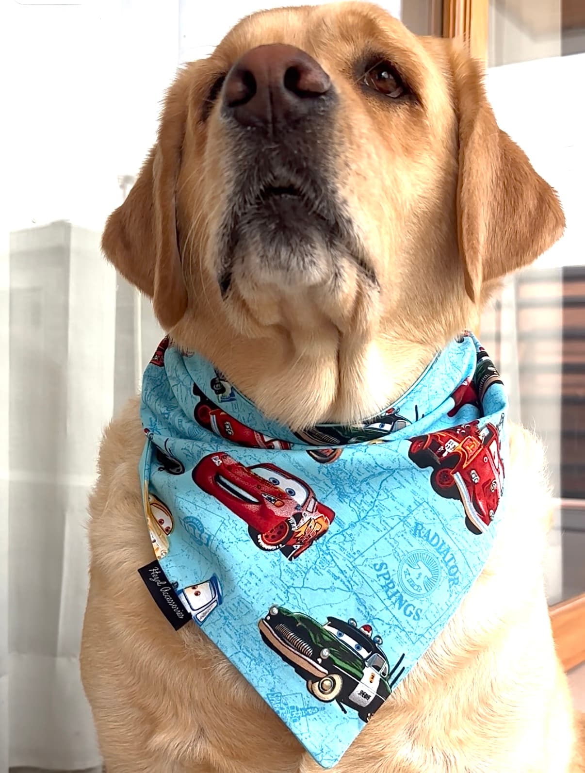 Fast & Furry-ous tie on Bandana  image 3