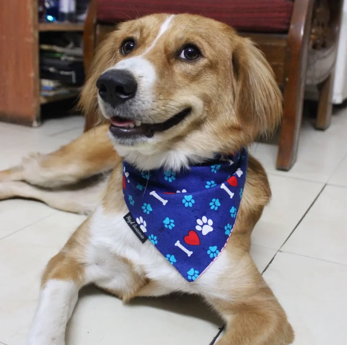Paws & Love Bandana