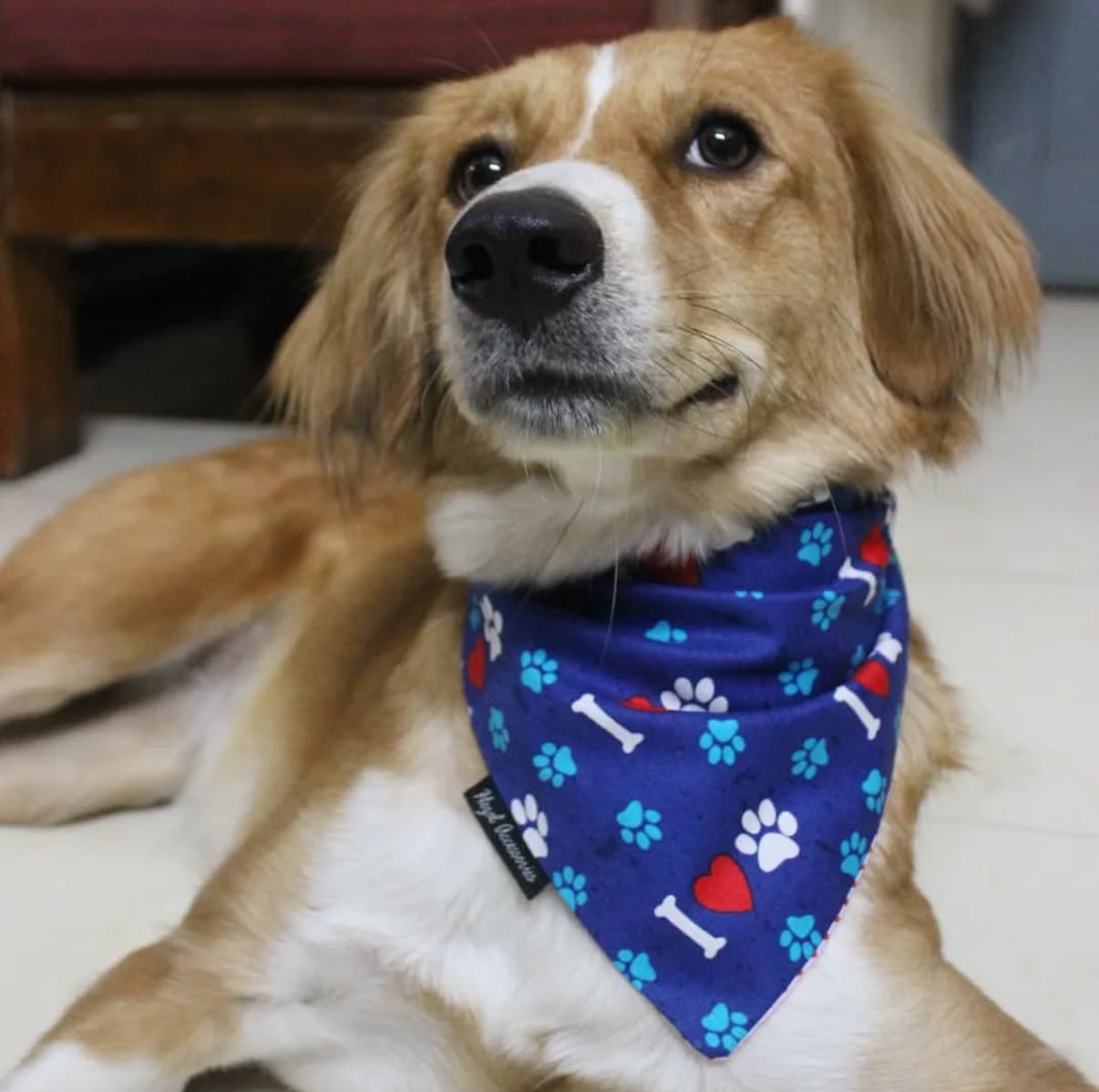 Paws & Love Bandana image 2