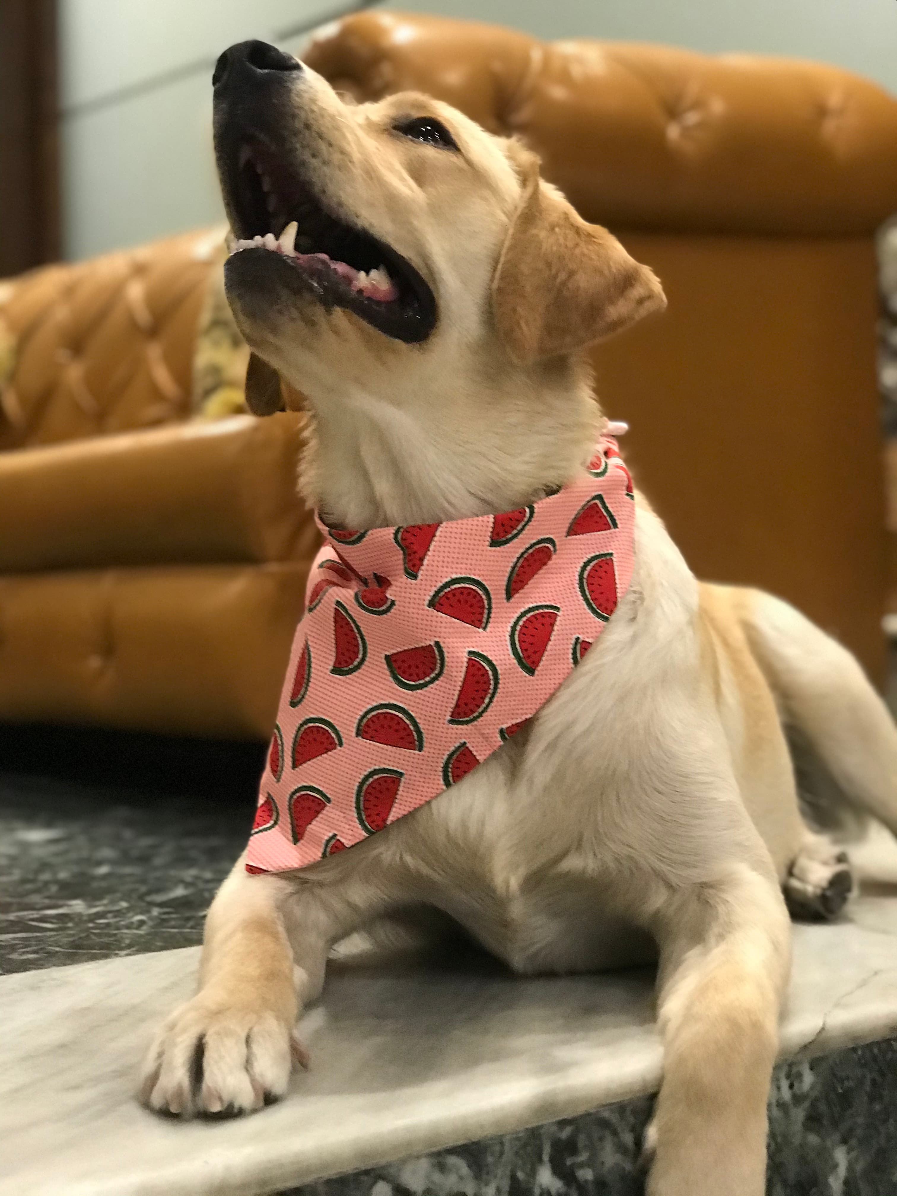 Melon Madness Tie on bandana  image 3