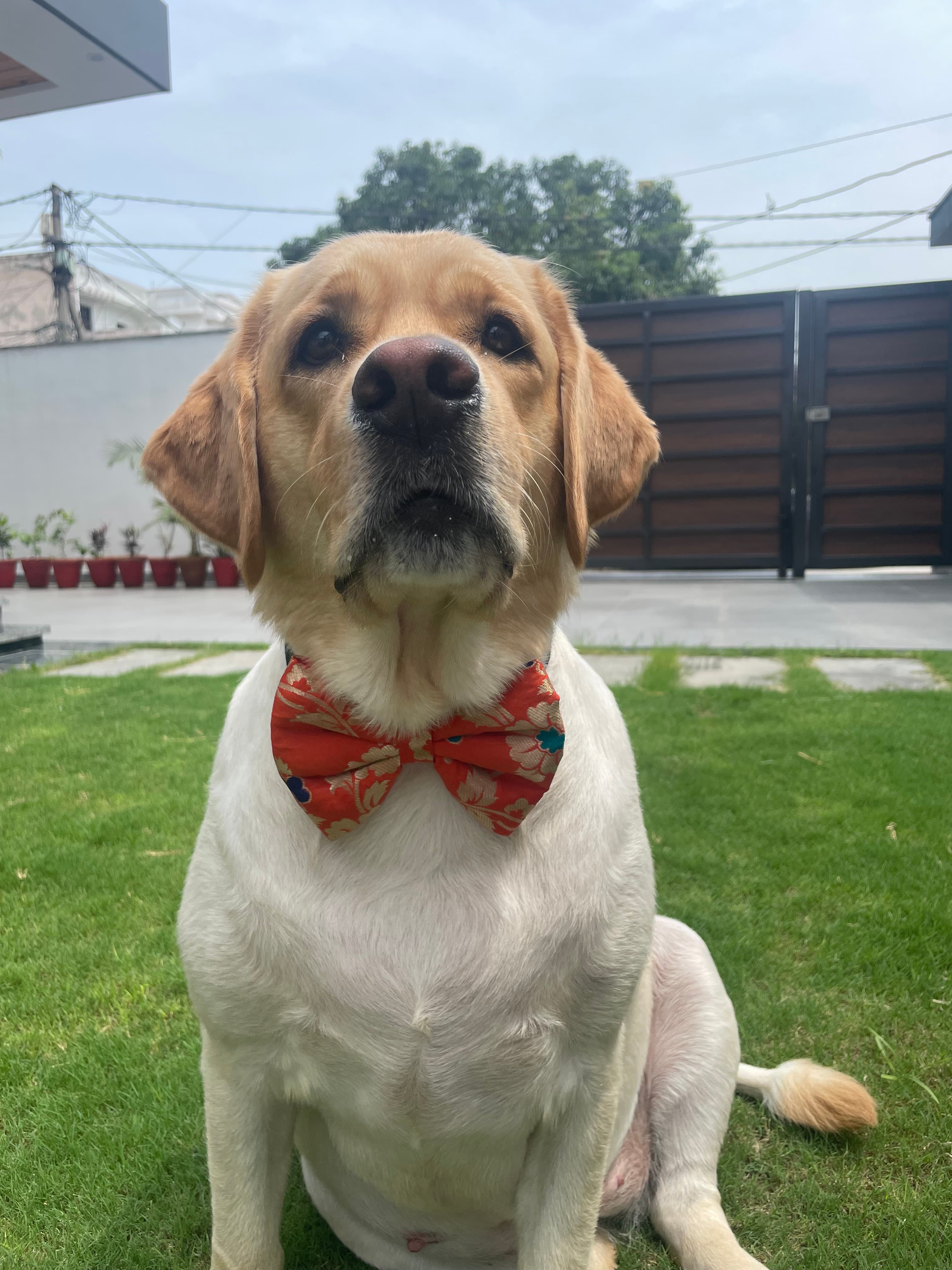 Marigold bloom bow tie  image 2