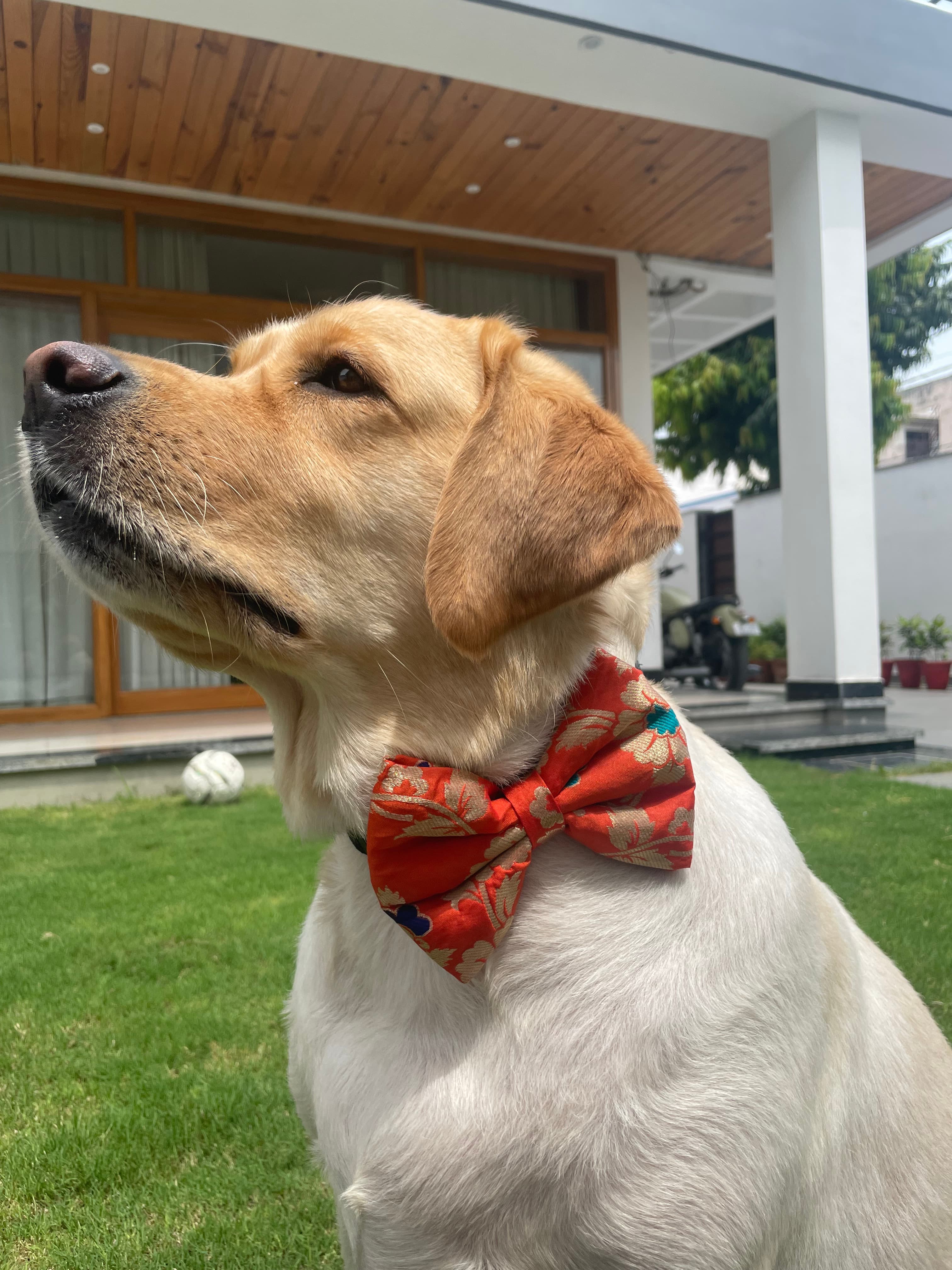 Marigold bloom bow tie  image 3