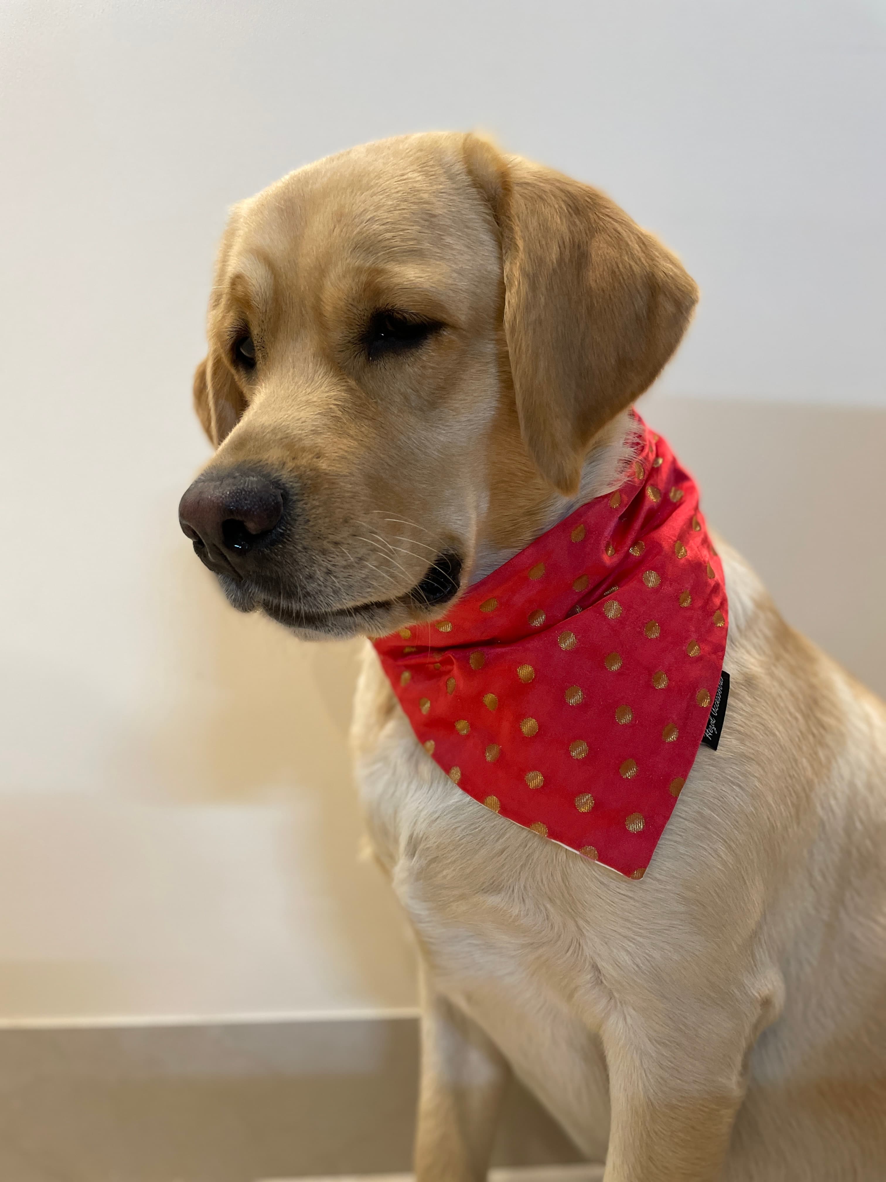 Golden Glam Bandana  image 3