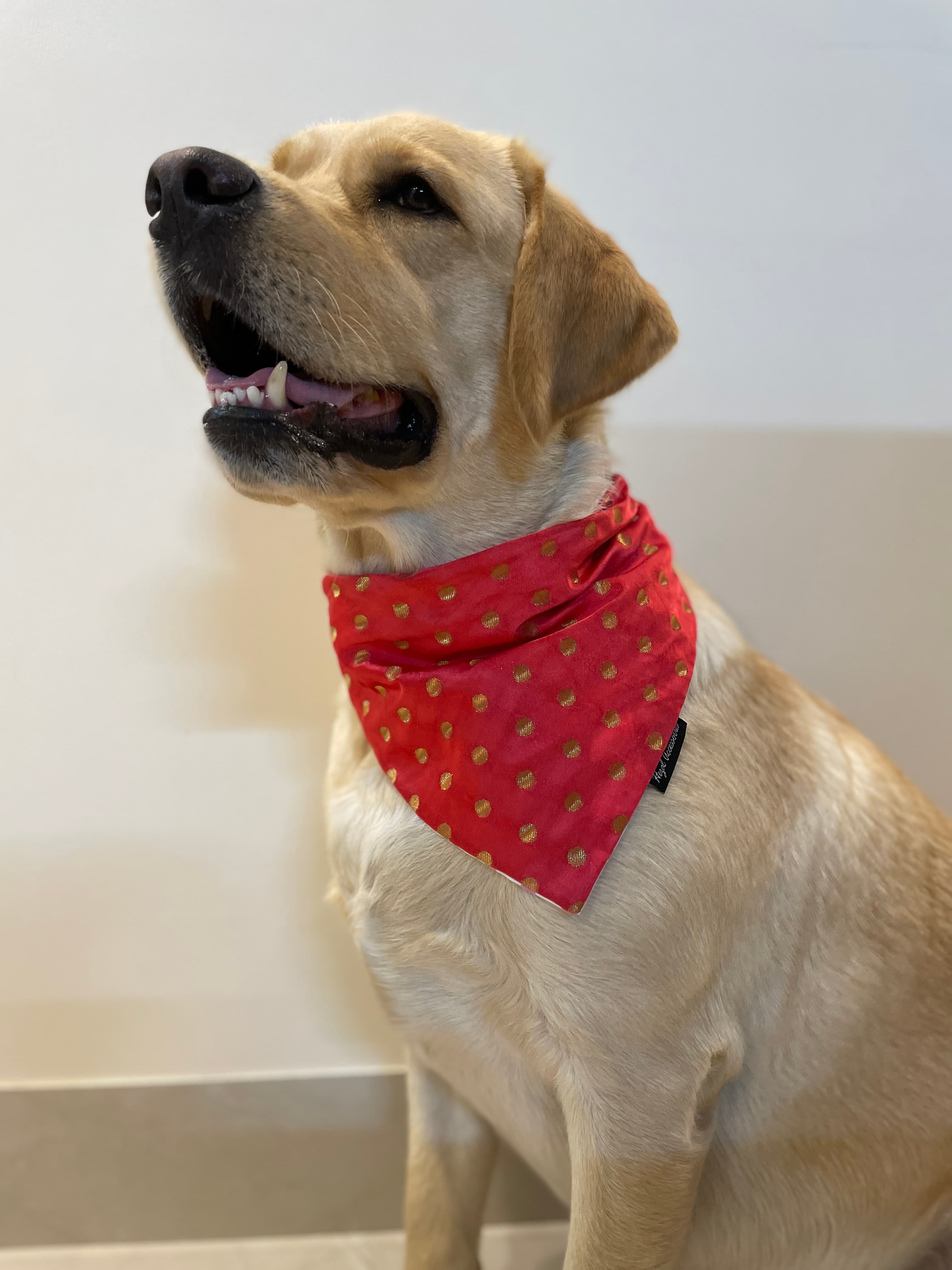 Golden Glam Bandana  image 2