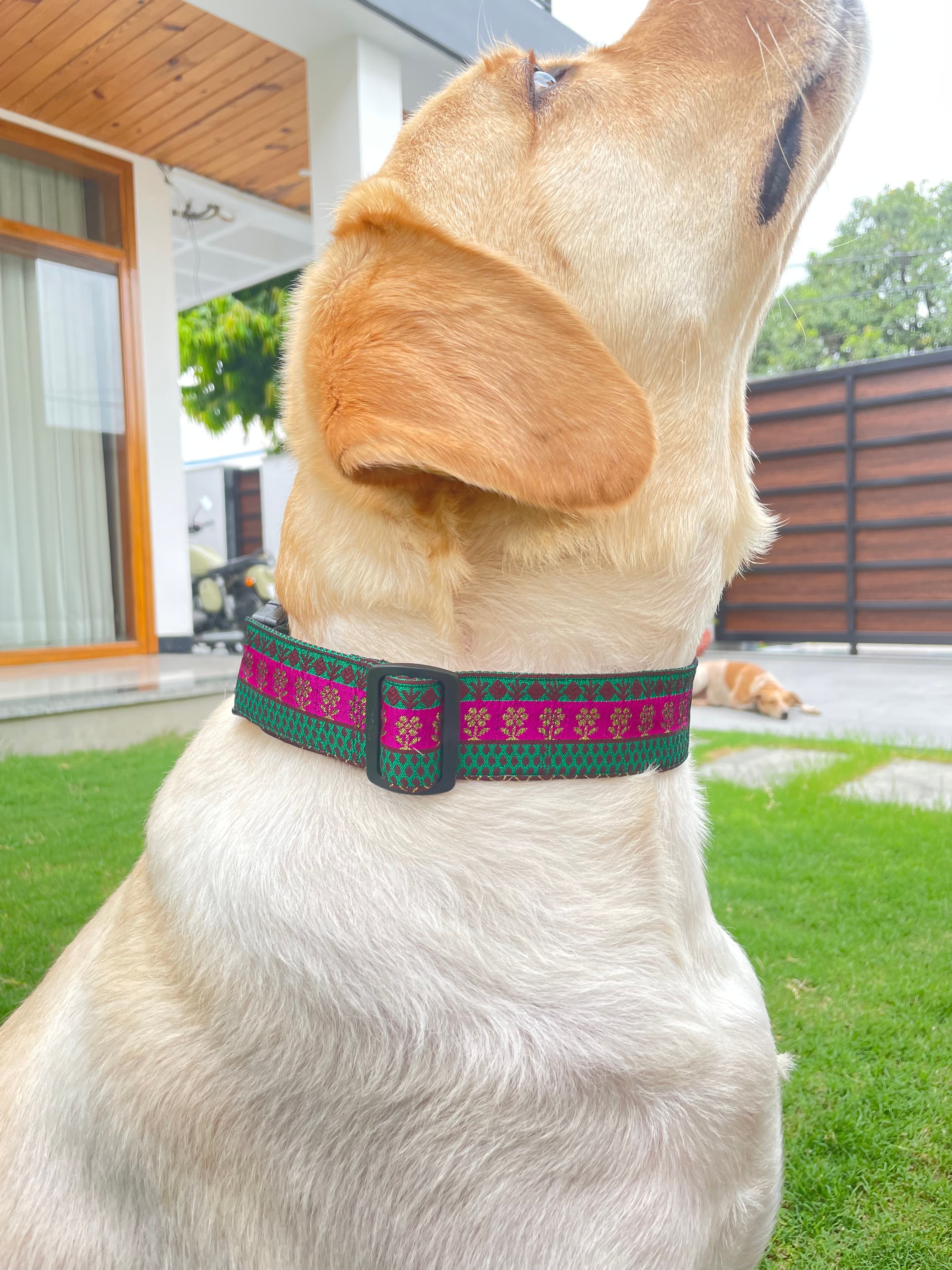 Regal glam Festive Collar  image 2