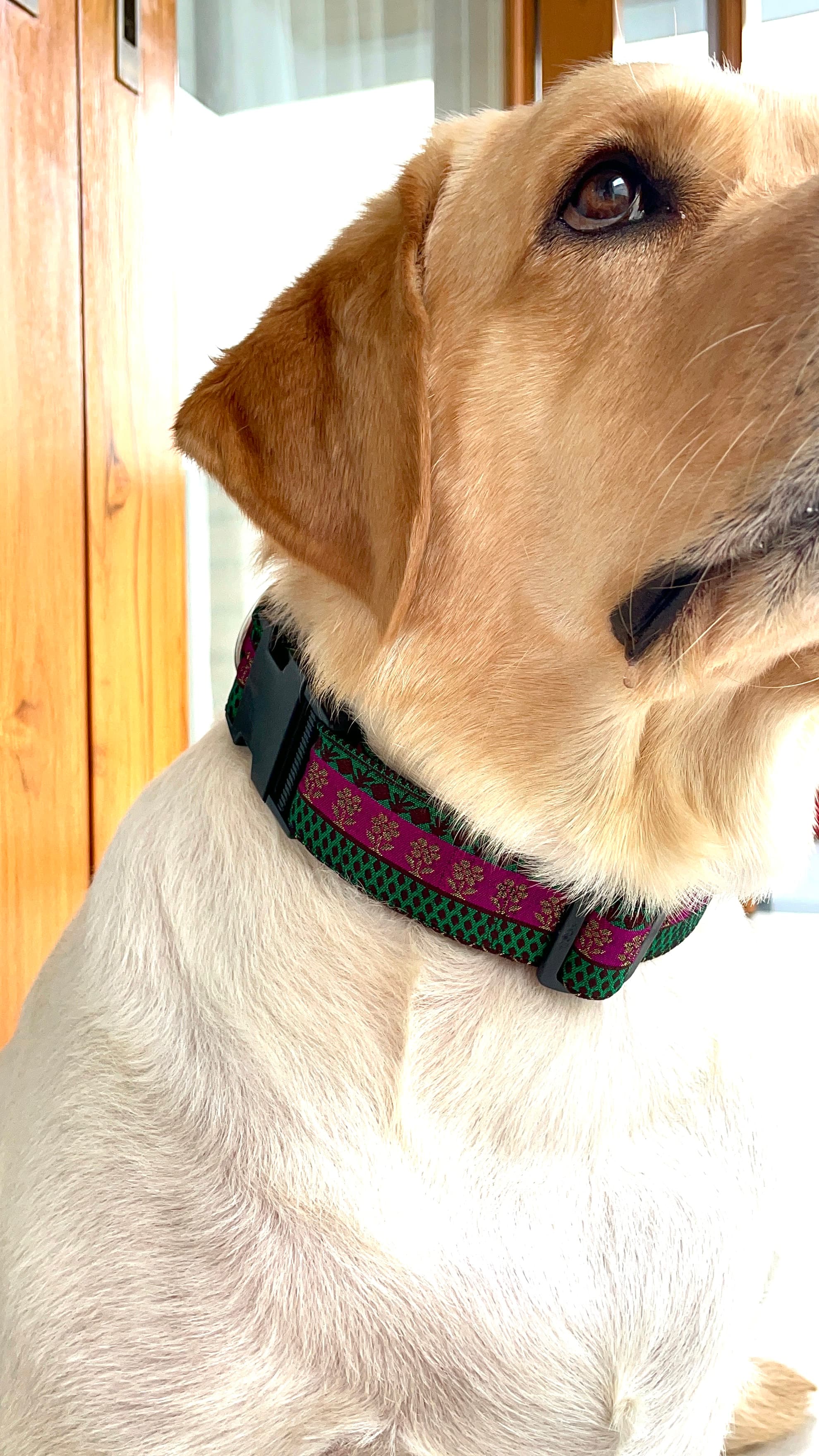 Regal glam Festive Collar  image 3