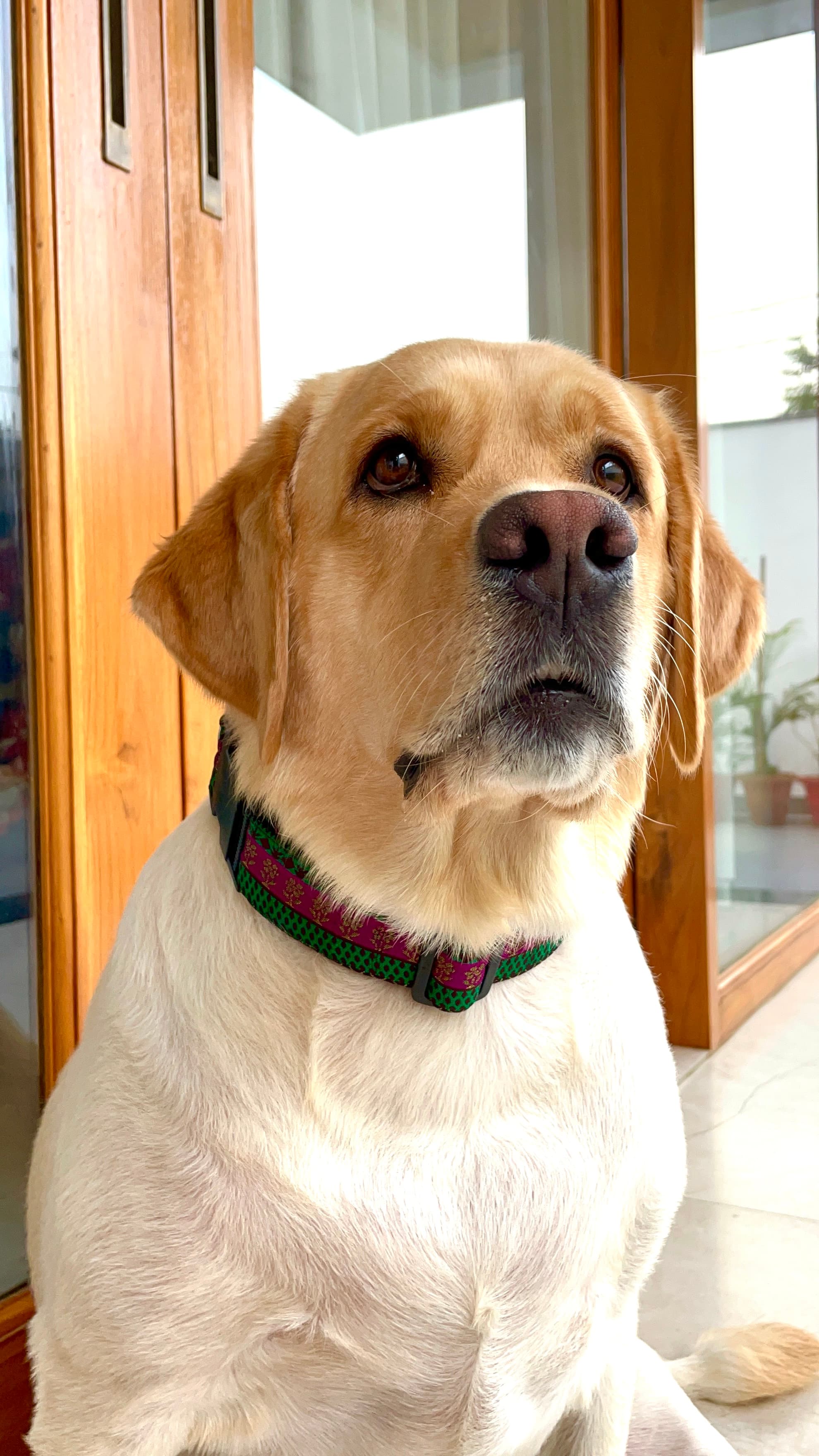 Regal glam Festive Collar  image 4