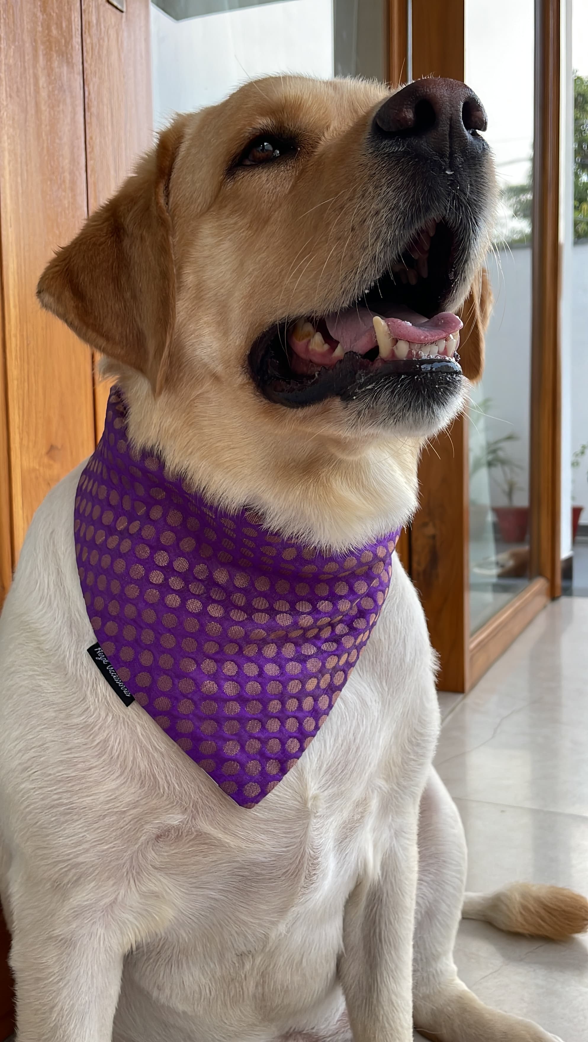 Royal Purple Polka Bandana  image 2