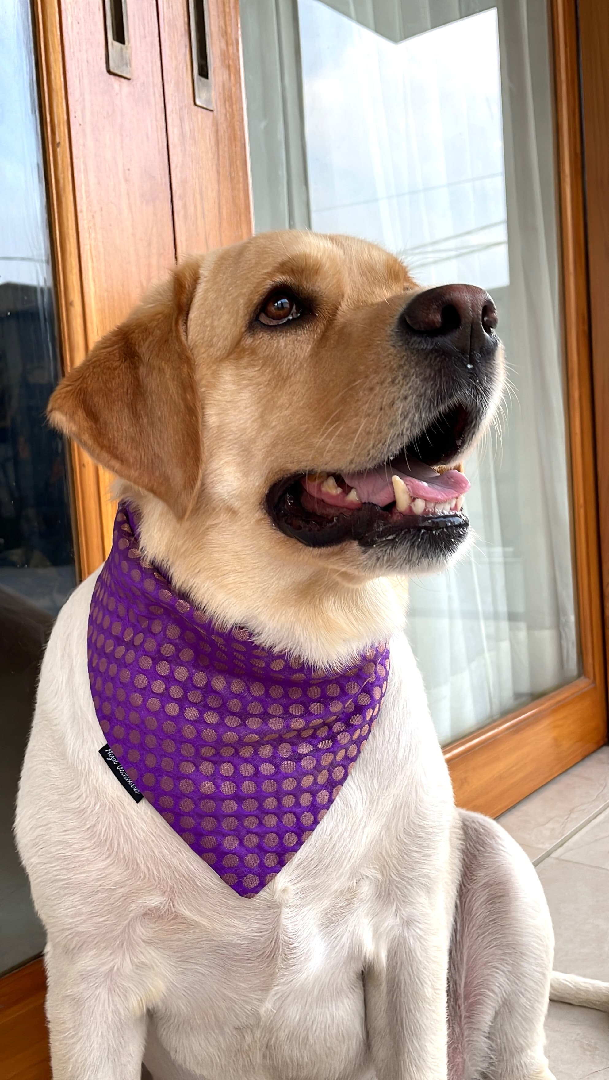 Royal Purple Polka Bandana 