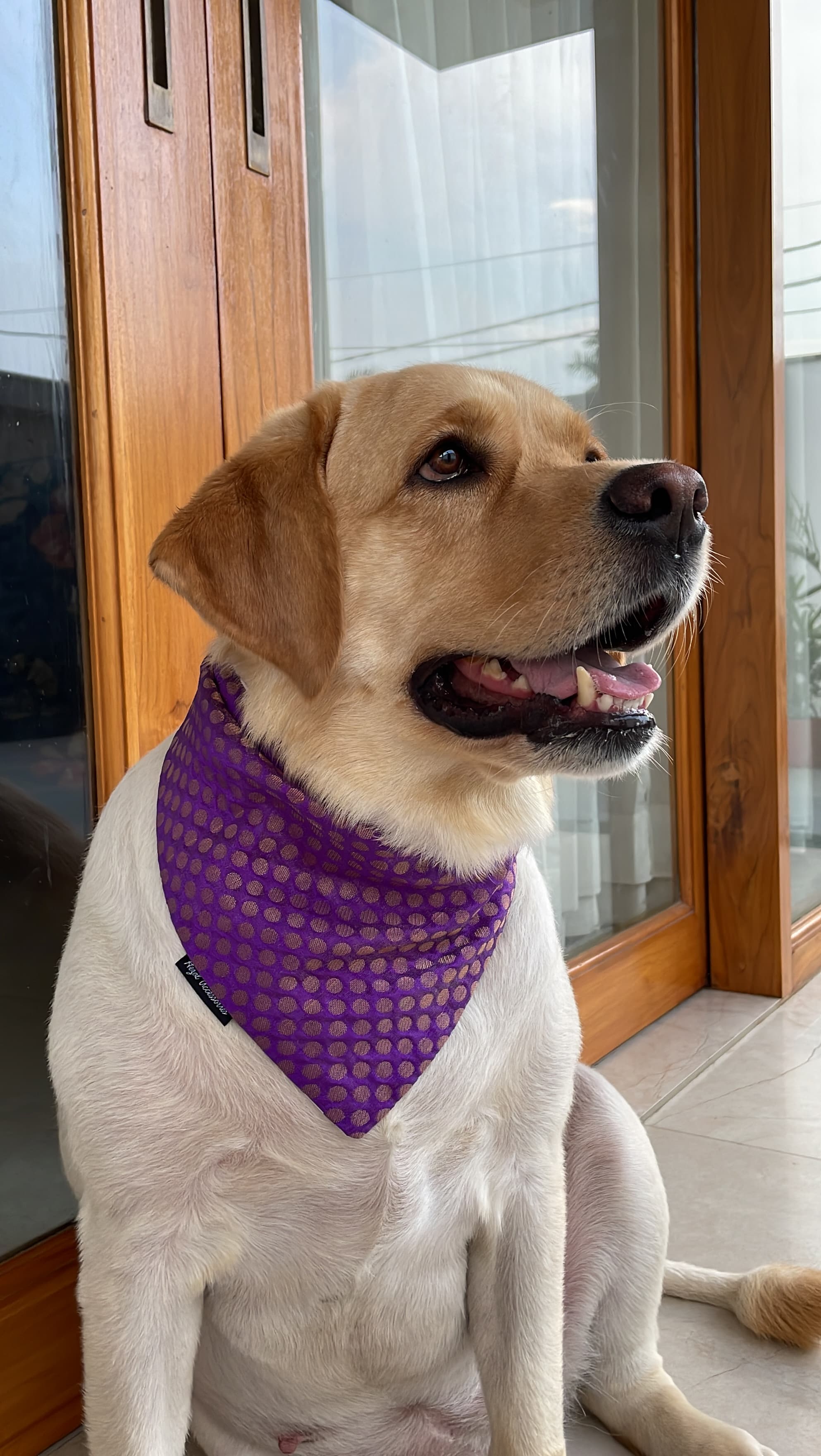 Royal Purple Polka Bandana  image 3