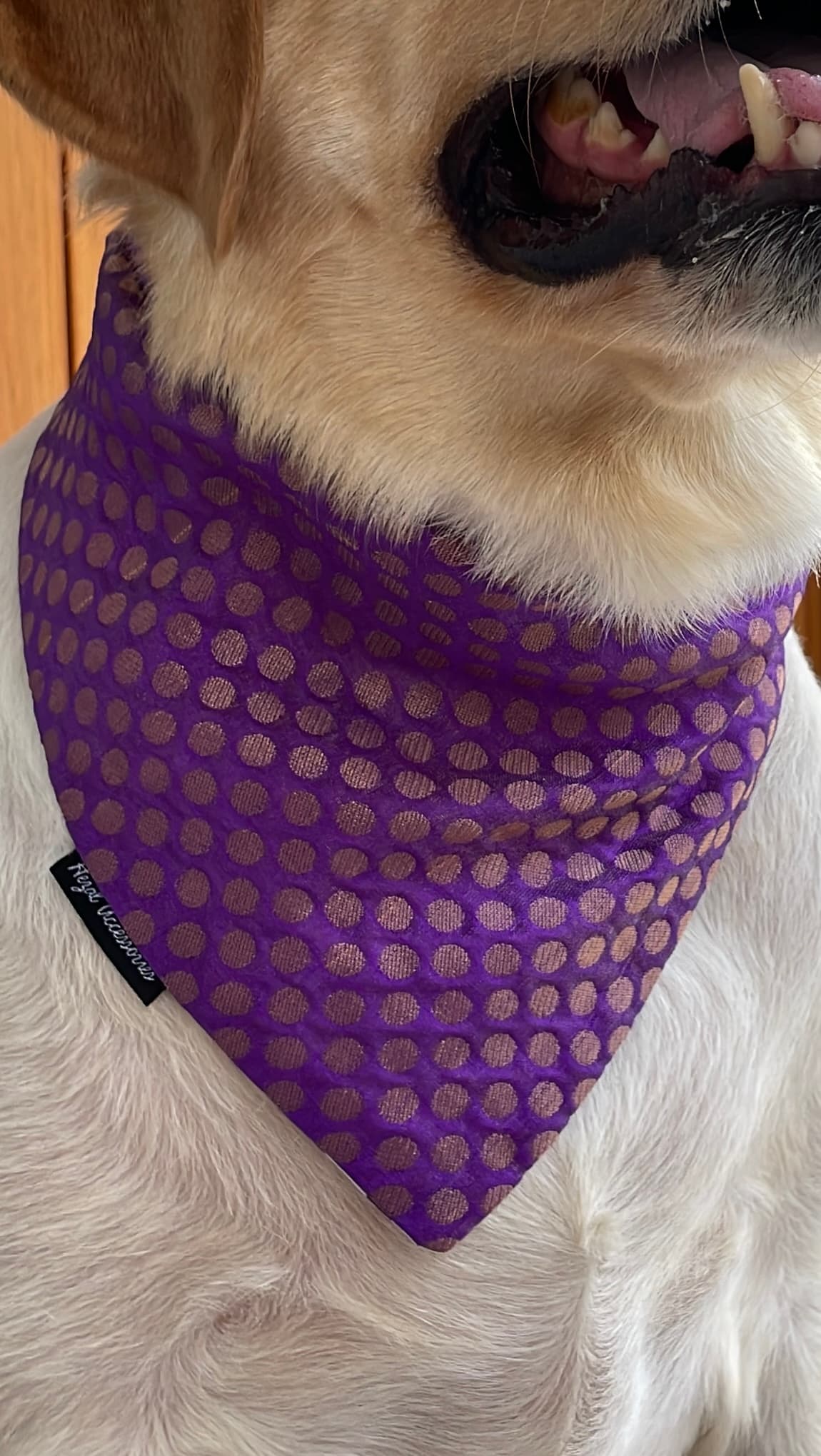 Royal Purple Polka Bandana  image 4