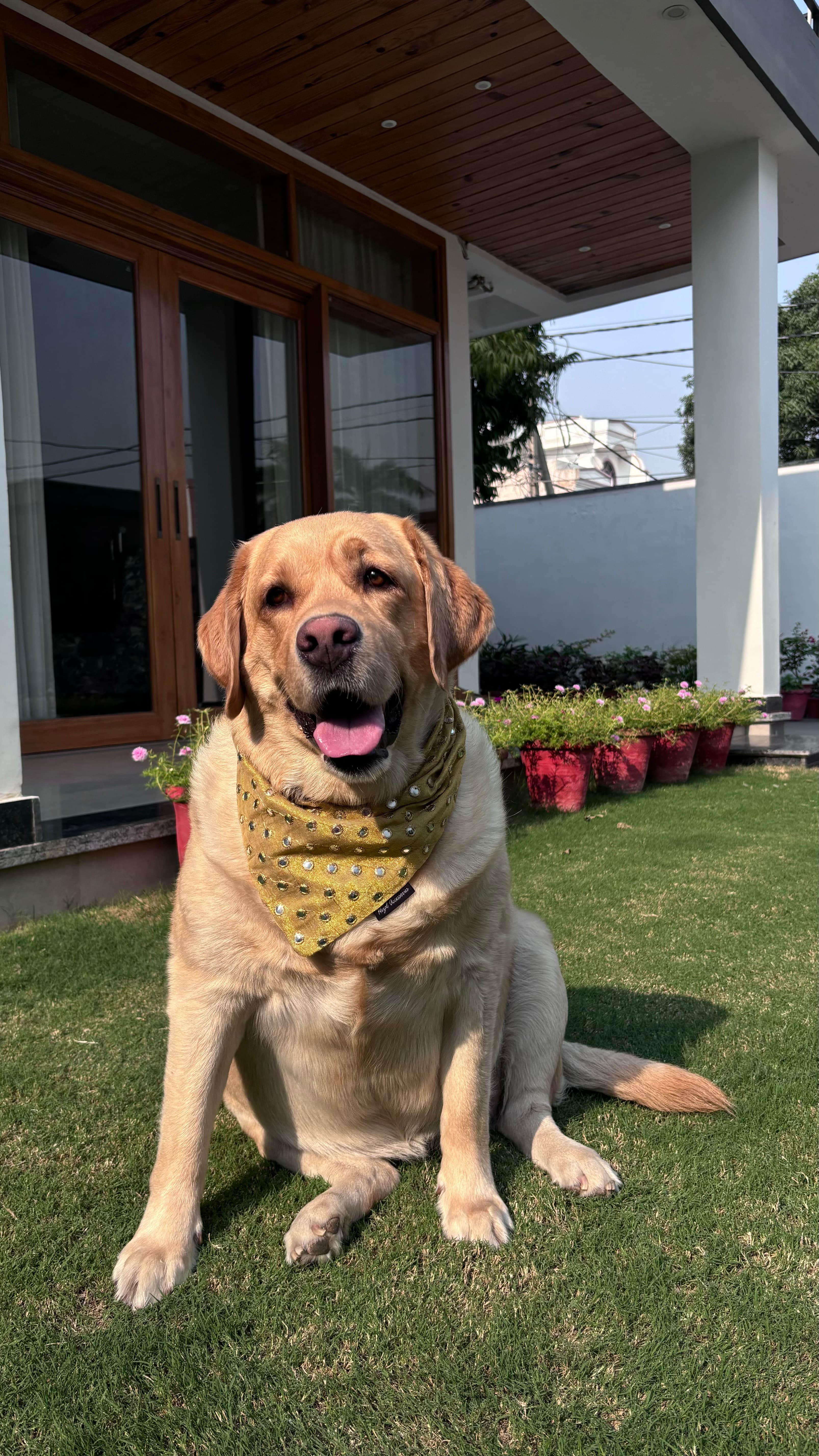 Golden Glow Mirror Bandana  image 4