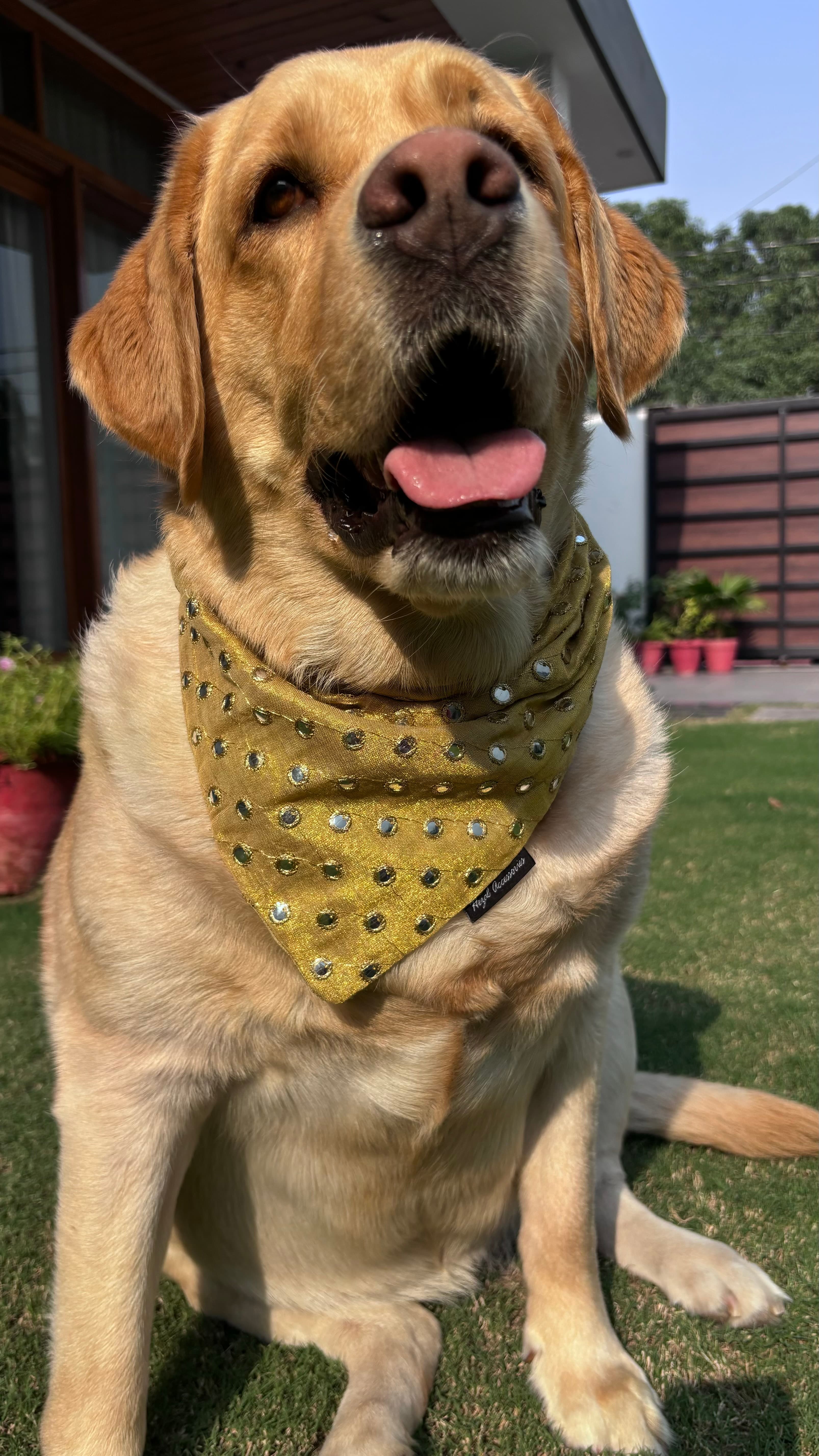 Golden Glow Mirror Bandana  image 3