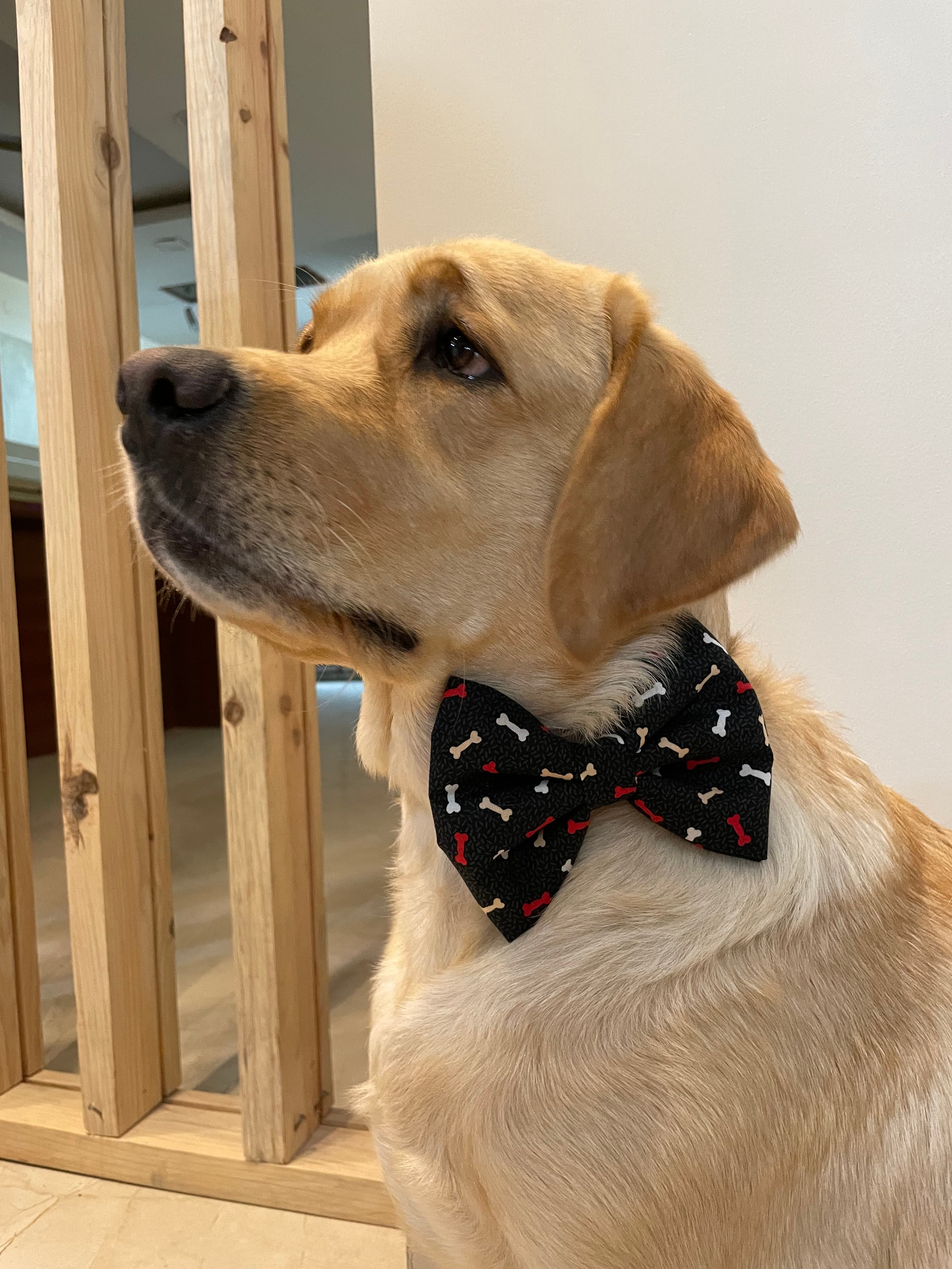 Bone-Appétit Bow Tie image 3