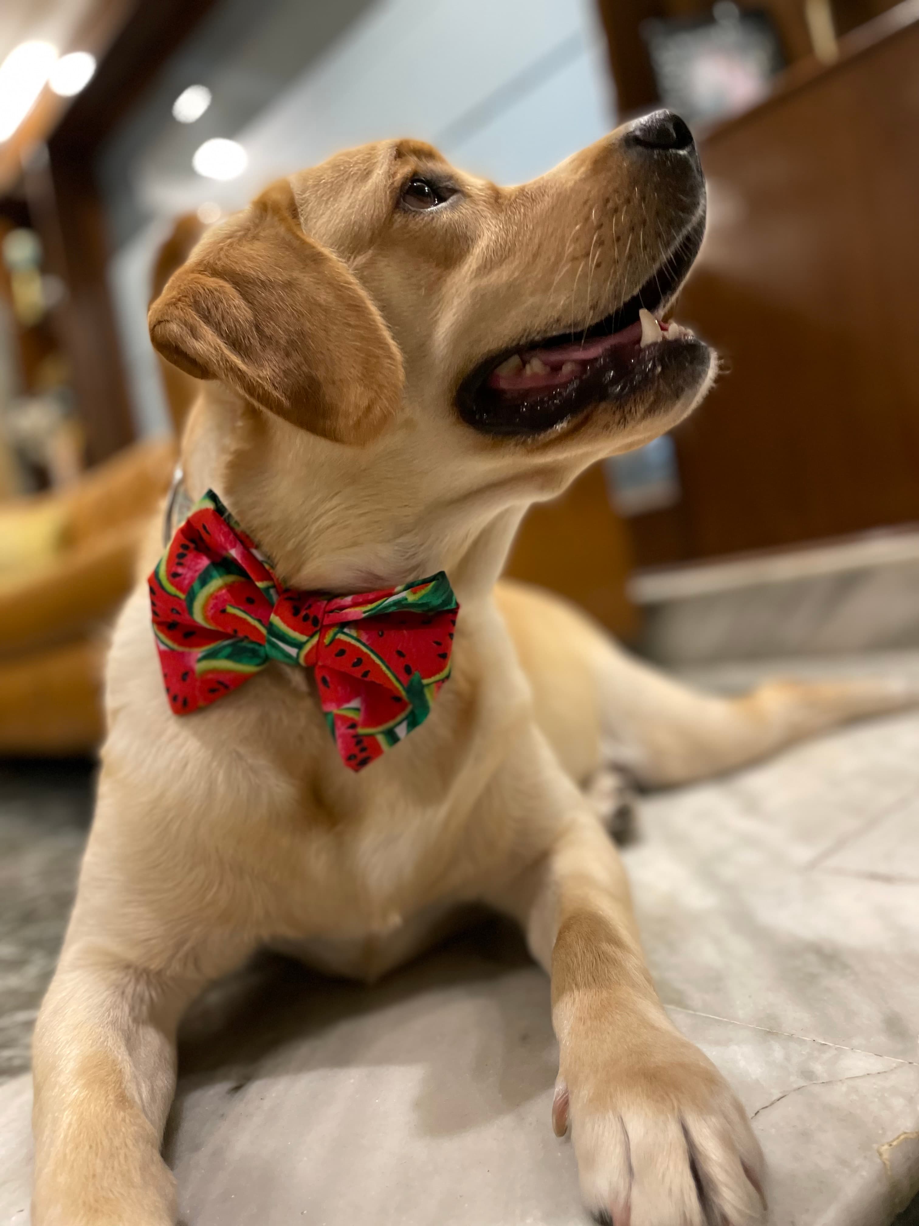 Watermelon Crush Bow Tie  image 2