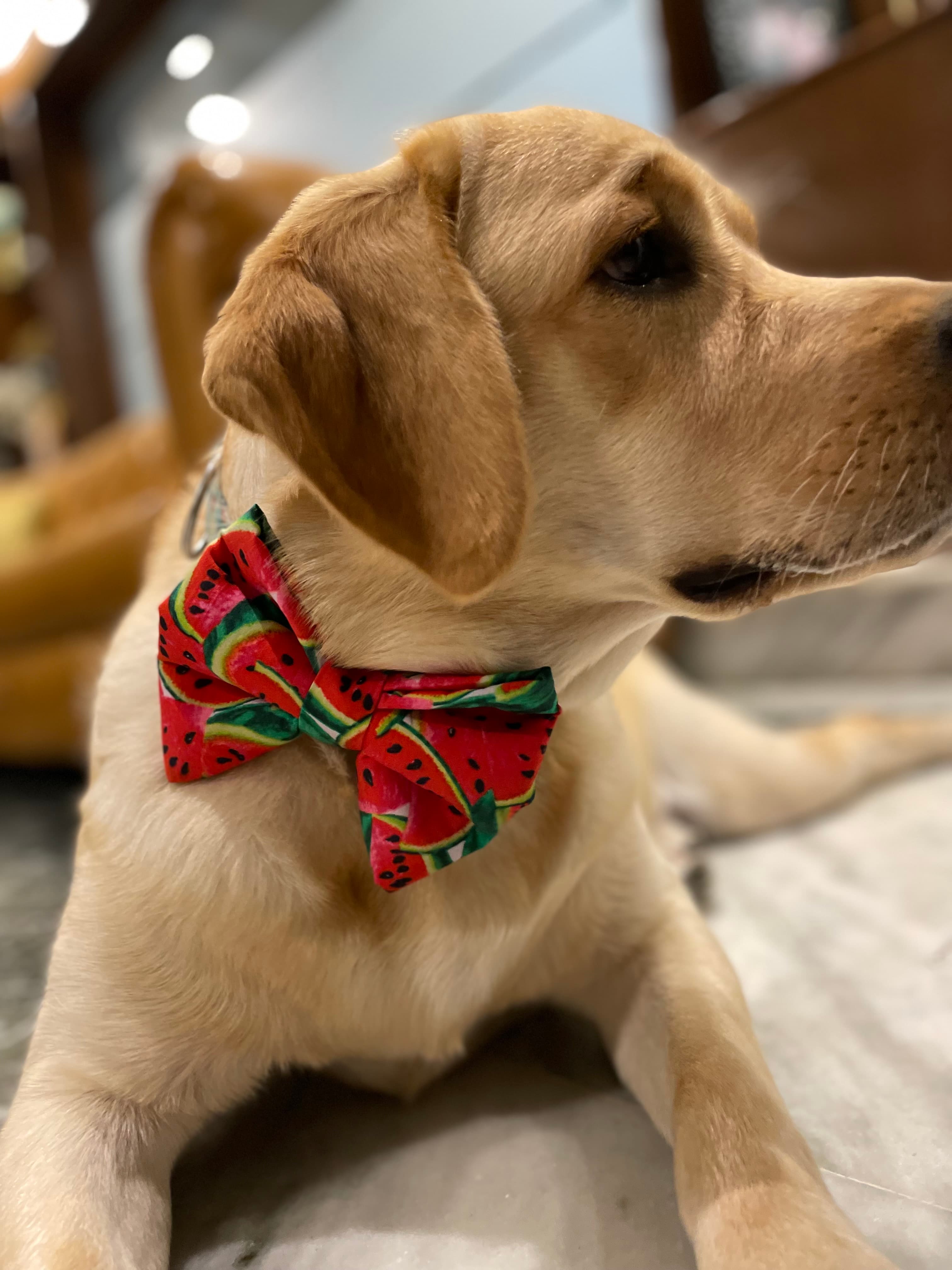 Watermelon Crush Bow Tie  image 4