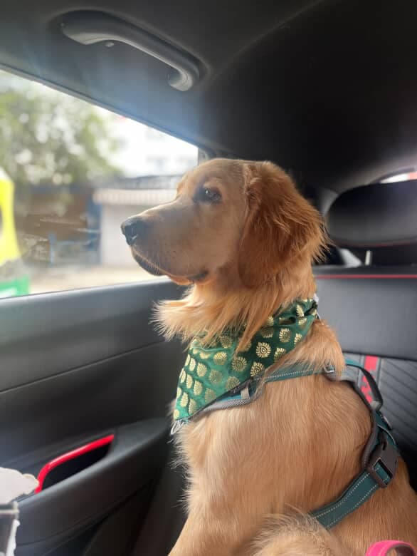 Royal Emerald tie on Bandana 