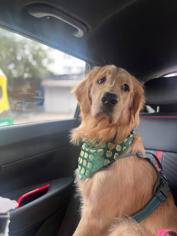 Royal Emerald tie on Bandana  image 2