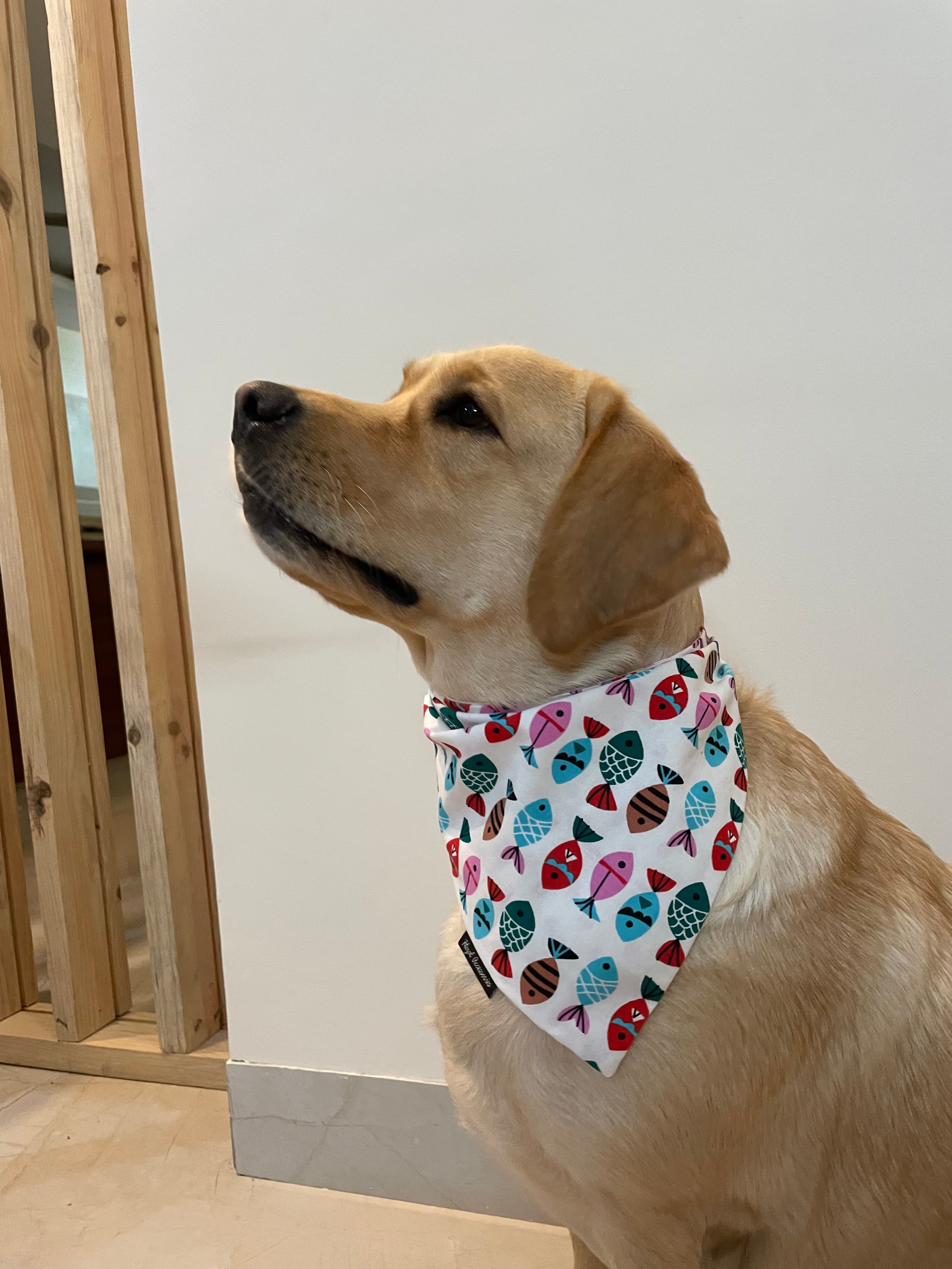 Fin-Tastic Fun Bandana  image 3