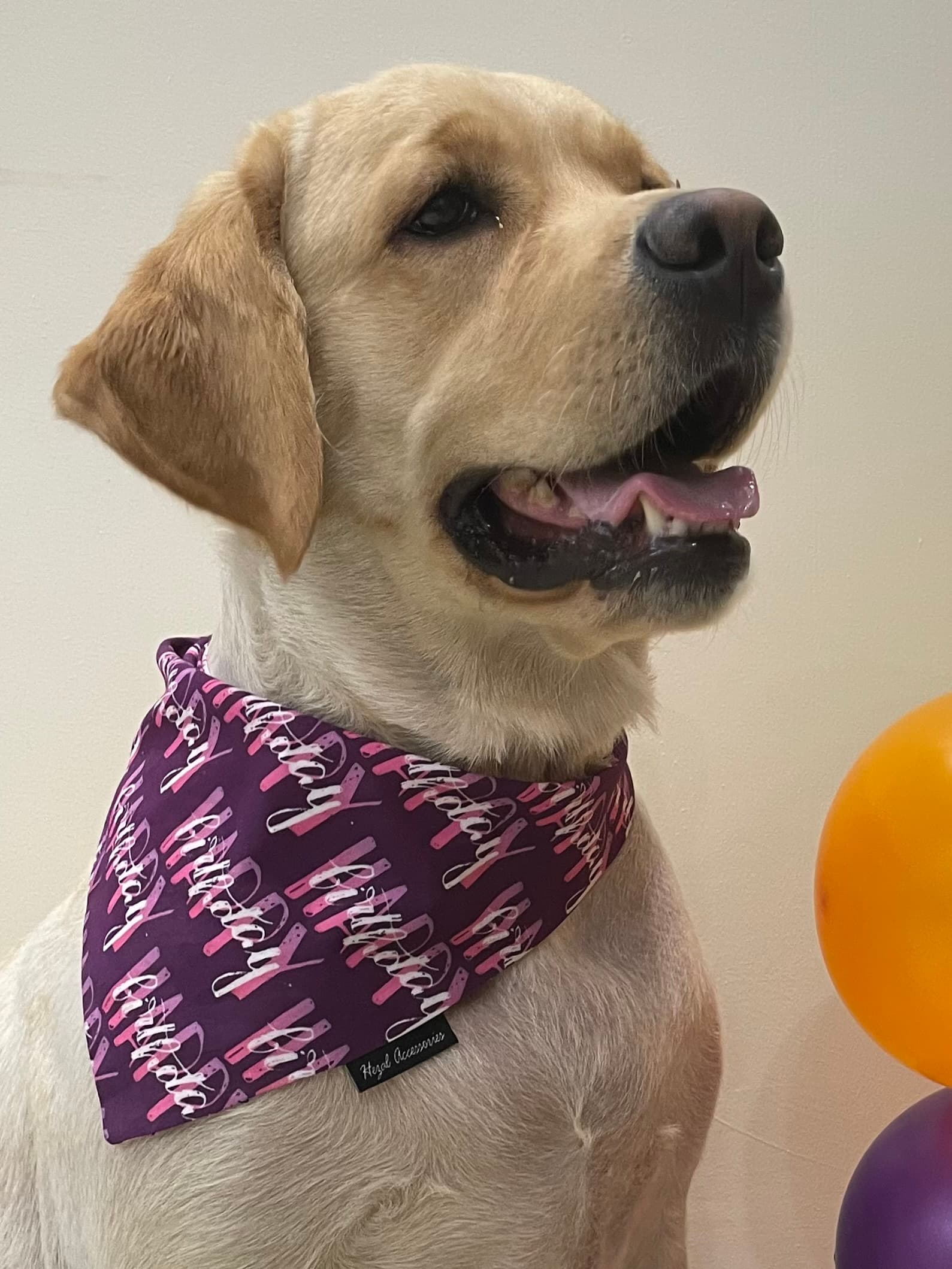 Happy Birthday purple tie on bandana 