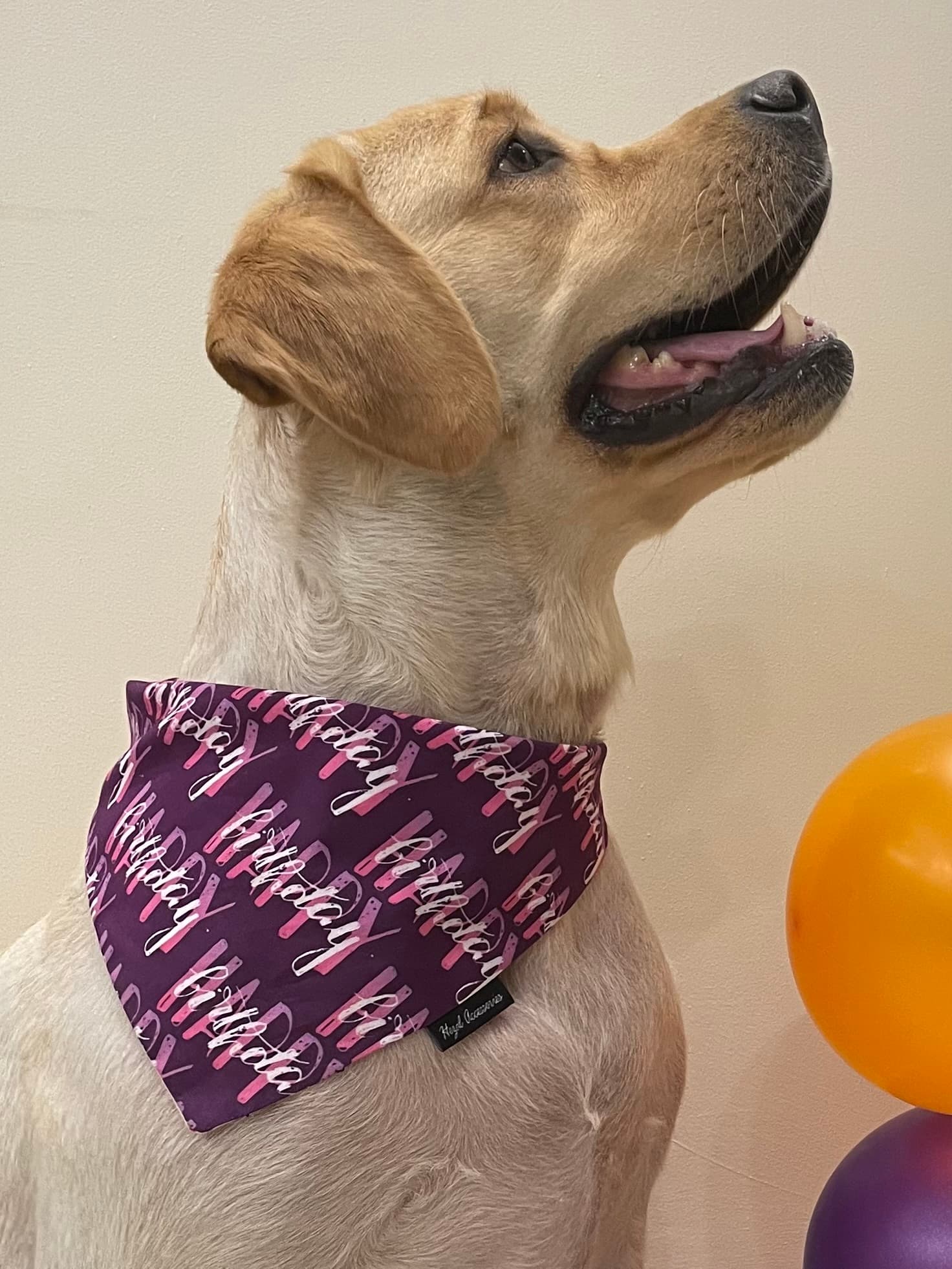 Happy Birthday purple tie on bandana  image 2