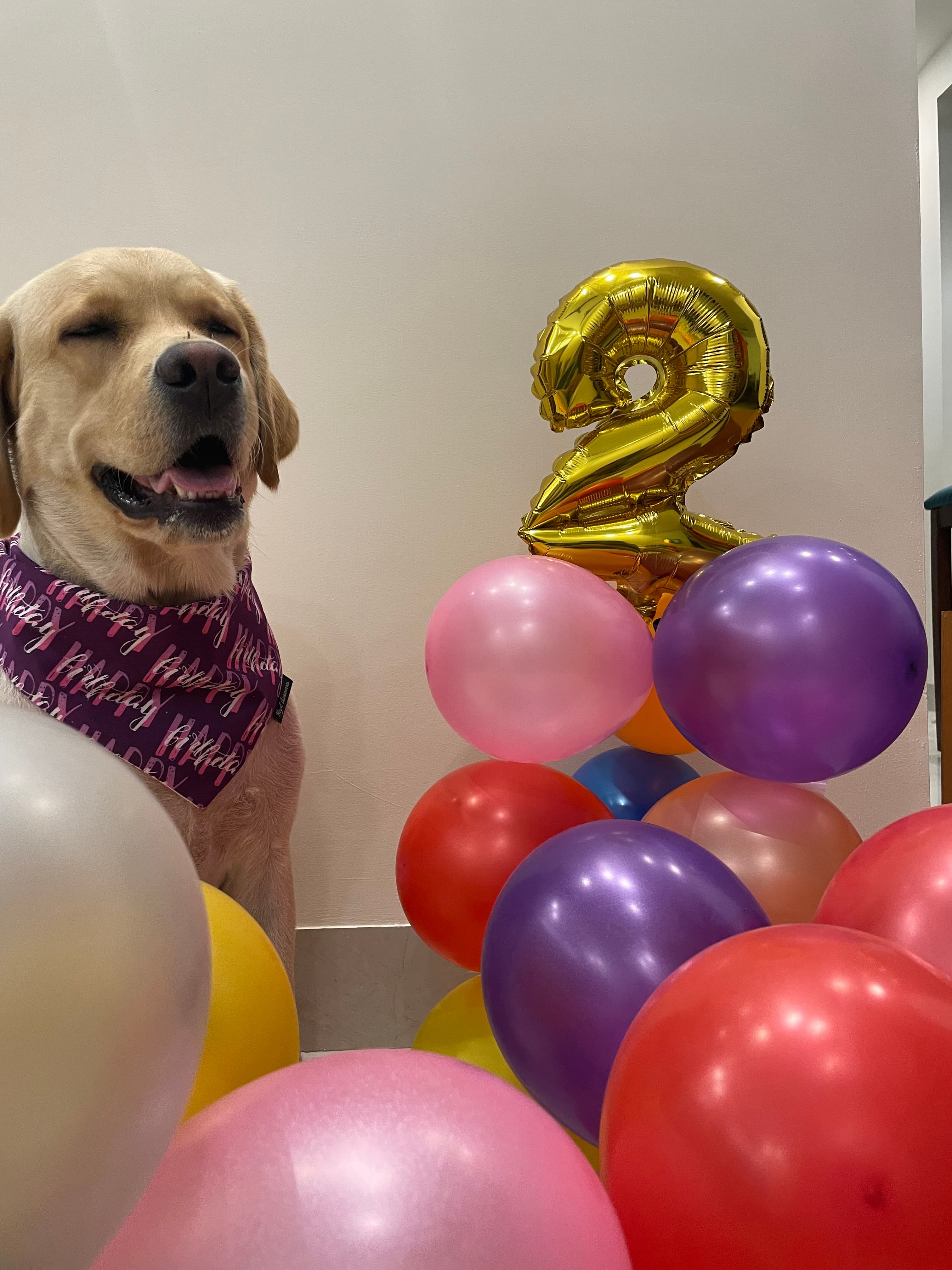 Happy Birthday purple tie on bandana  image 5