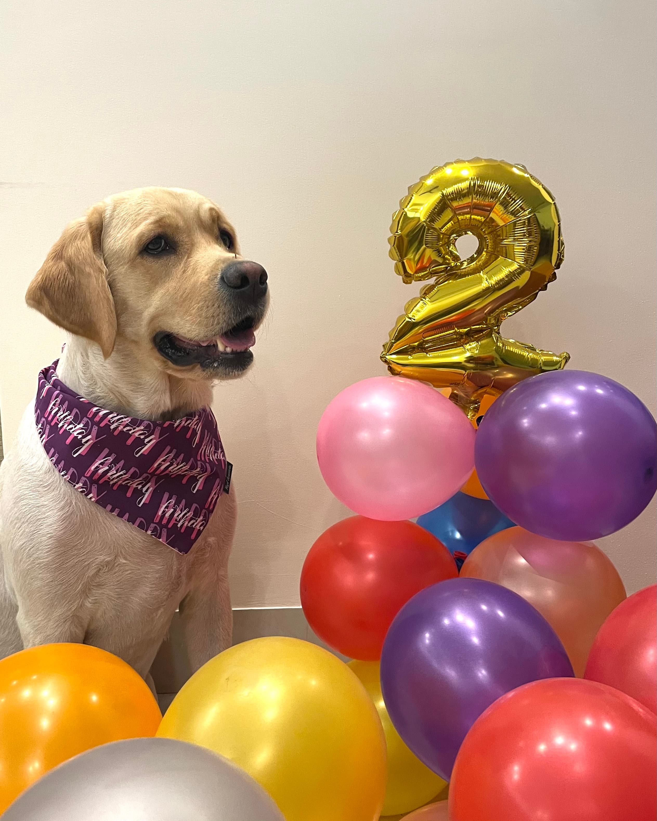 Happy Birthday purple tie on bandana  image 4
