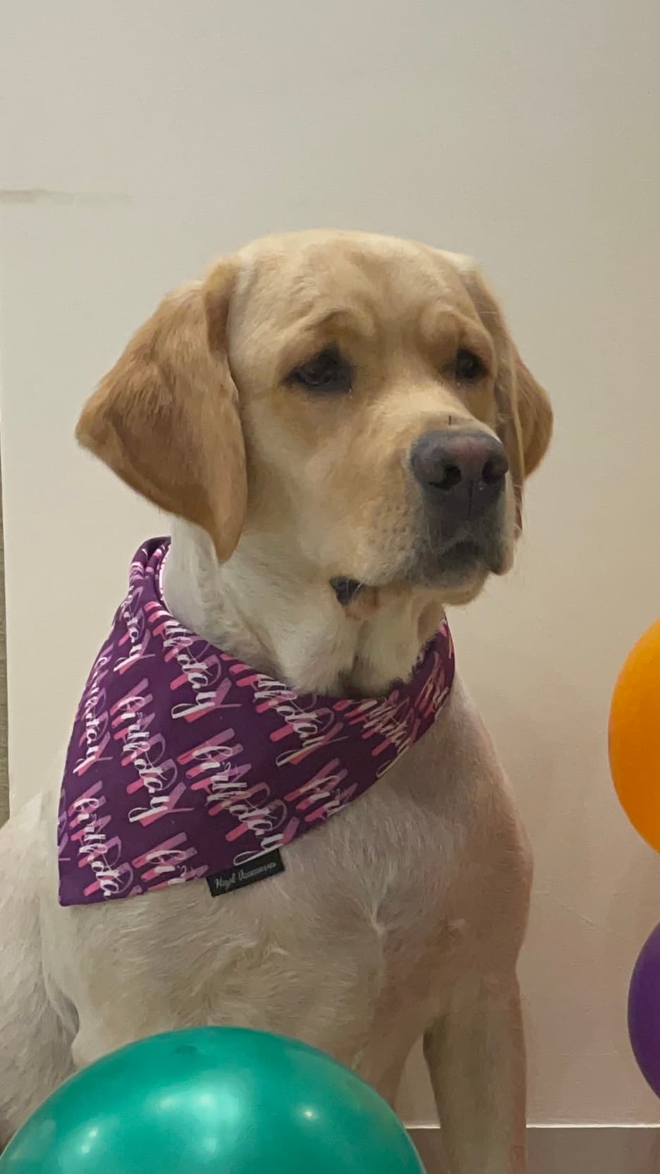 Happy Birthday purple tie on bandana  image 3