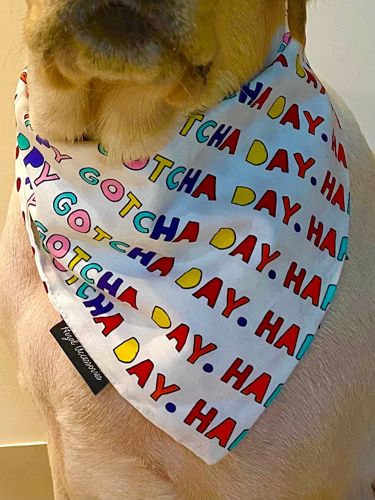 Gotcha Day Celebration tie on Bandana image 2