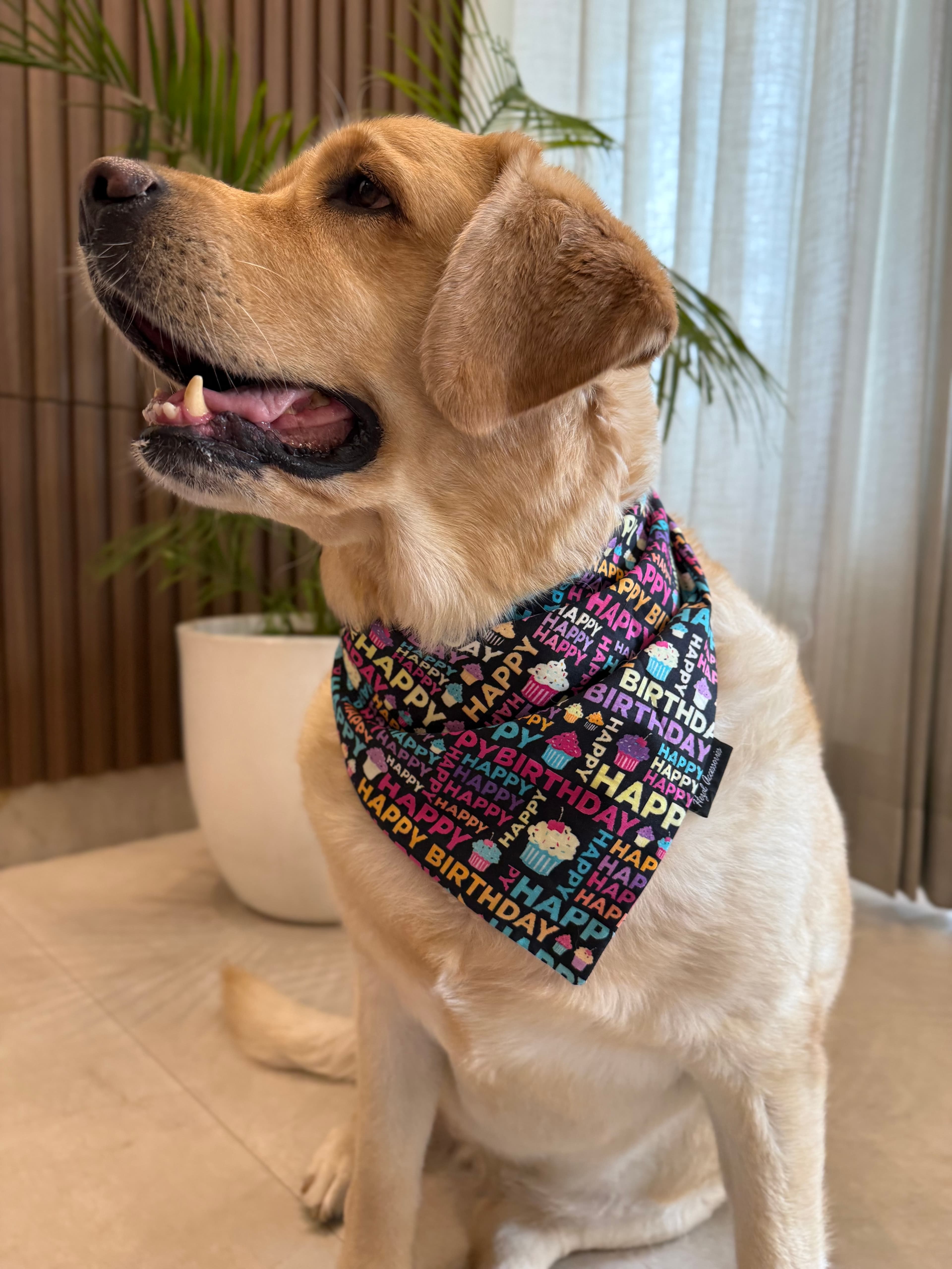 Birthday Pawty tie on Bandana