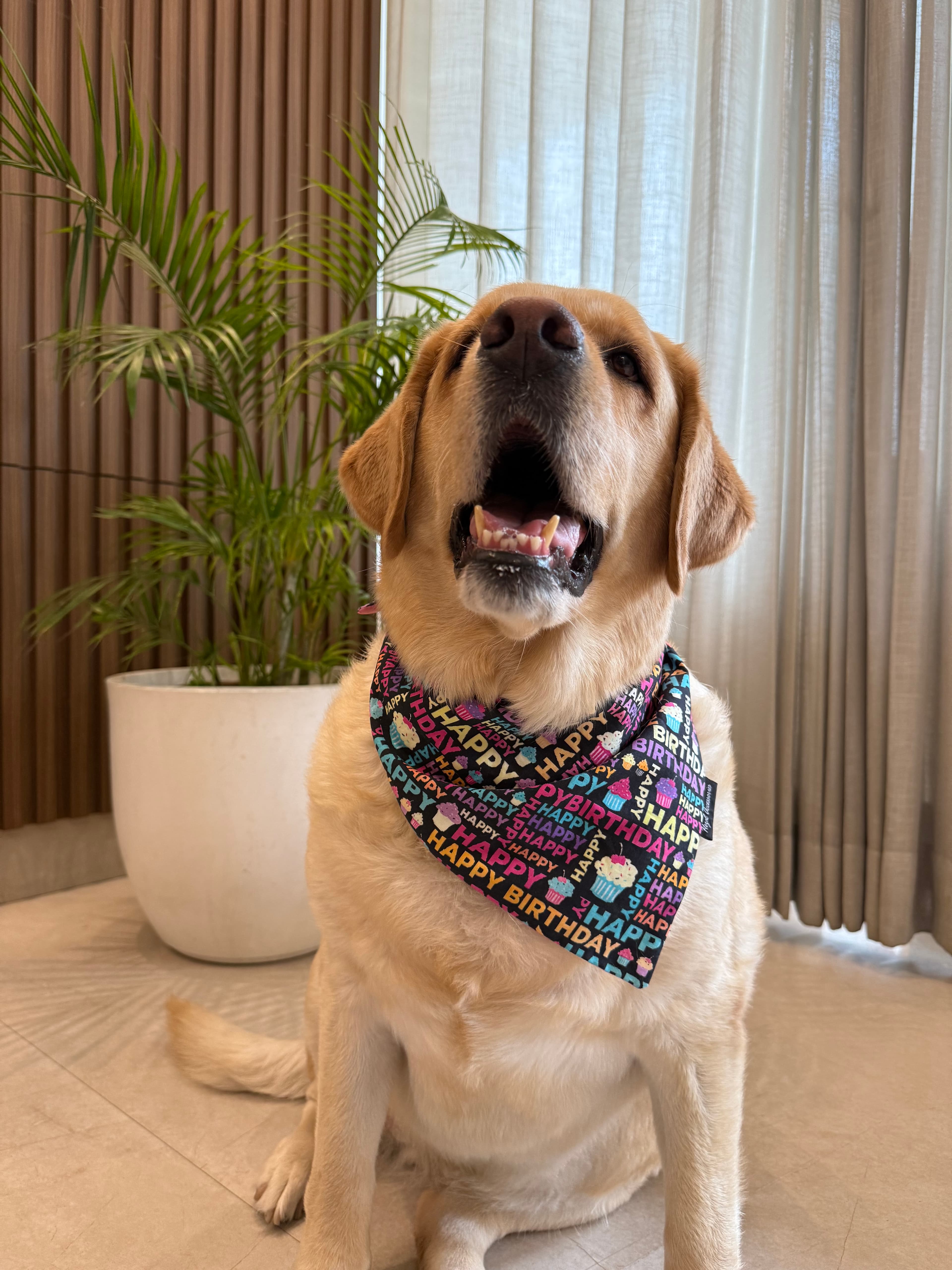 Birthday Pawty tie on Bandana image 3