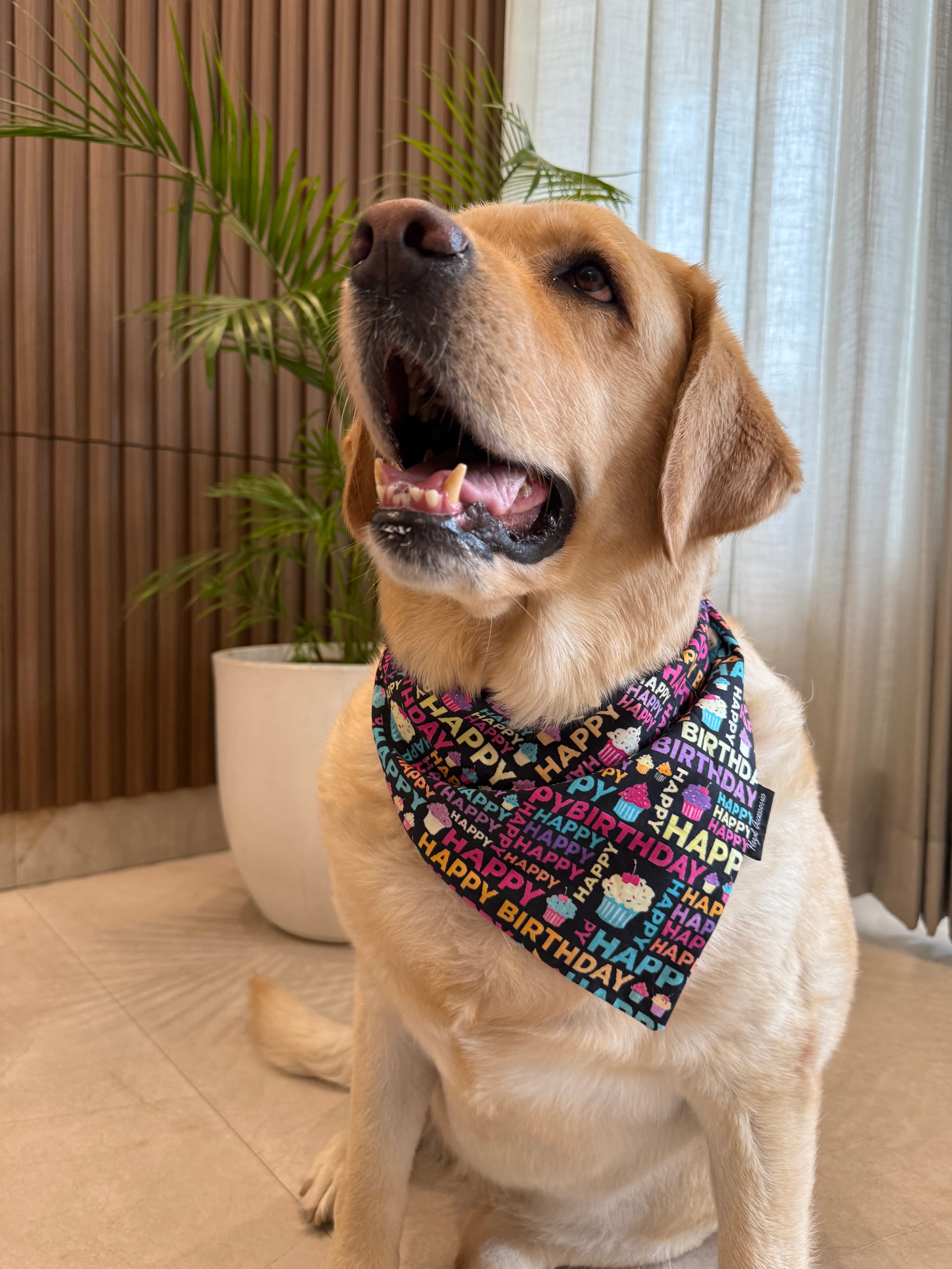 Birthday Pawty tie on Bandana image 2