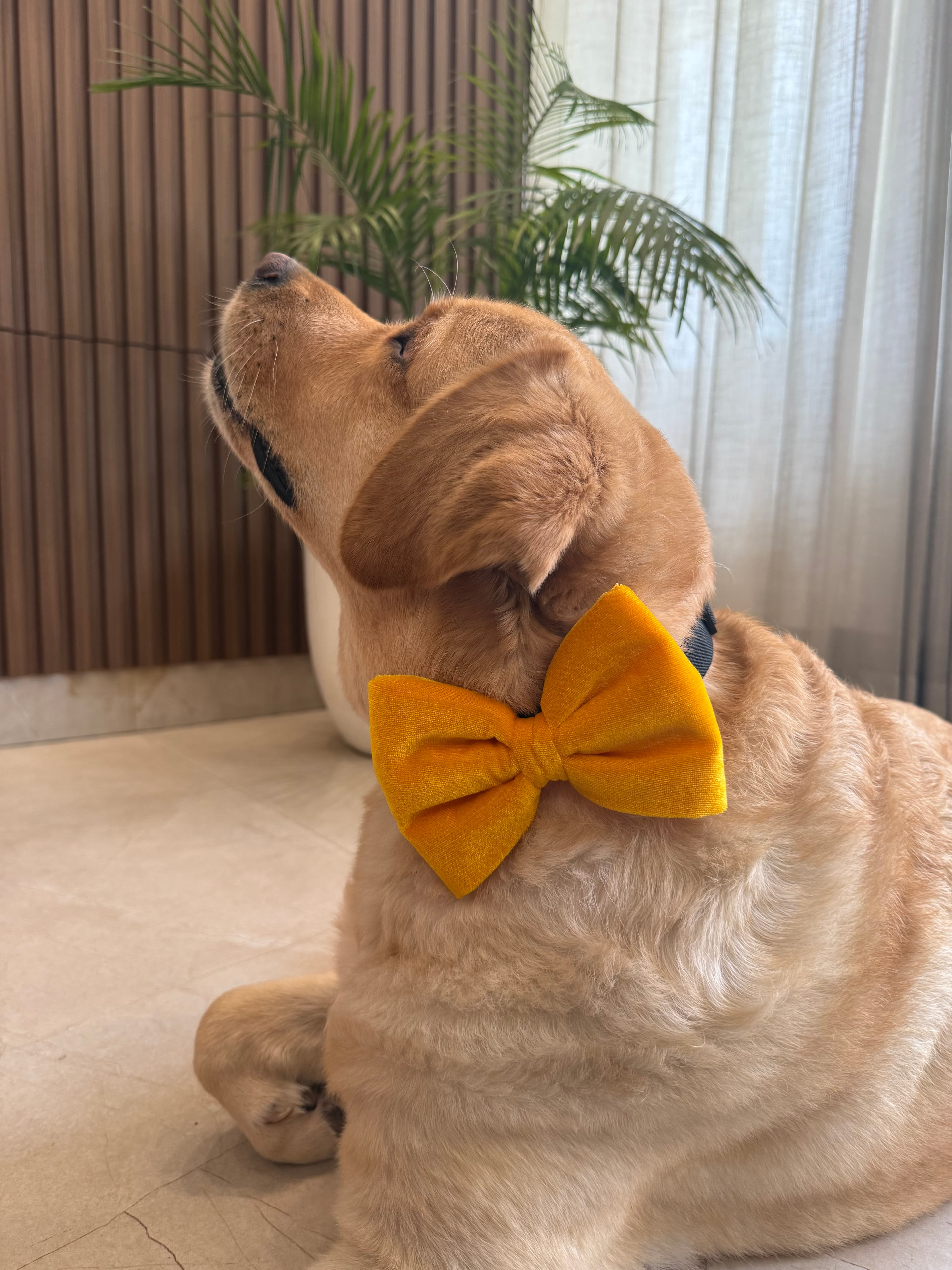 Sunshine Velvet Bow Tie  image 3