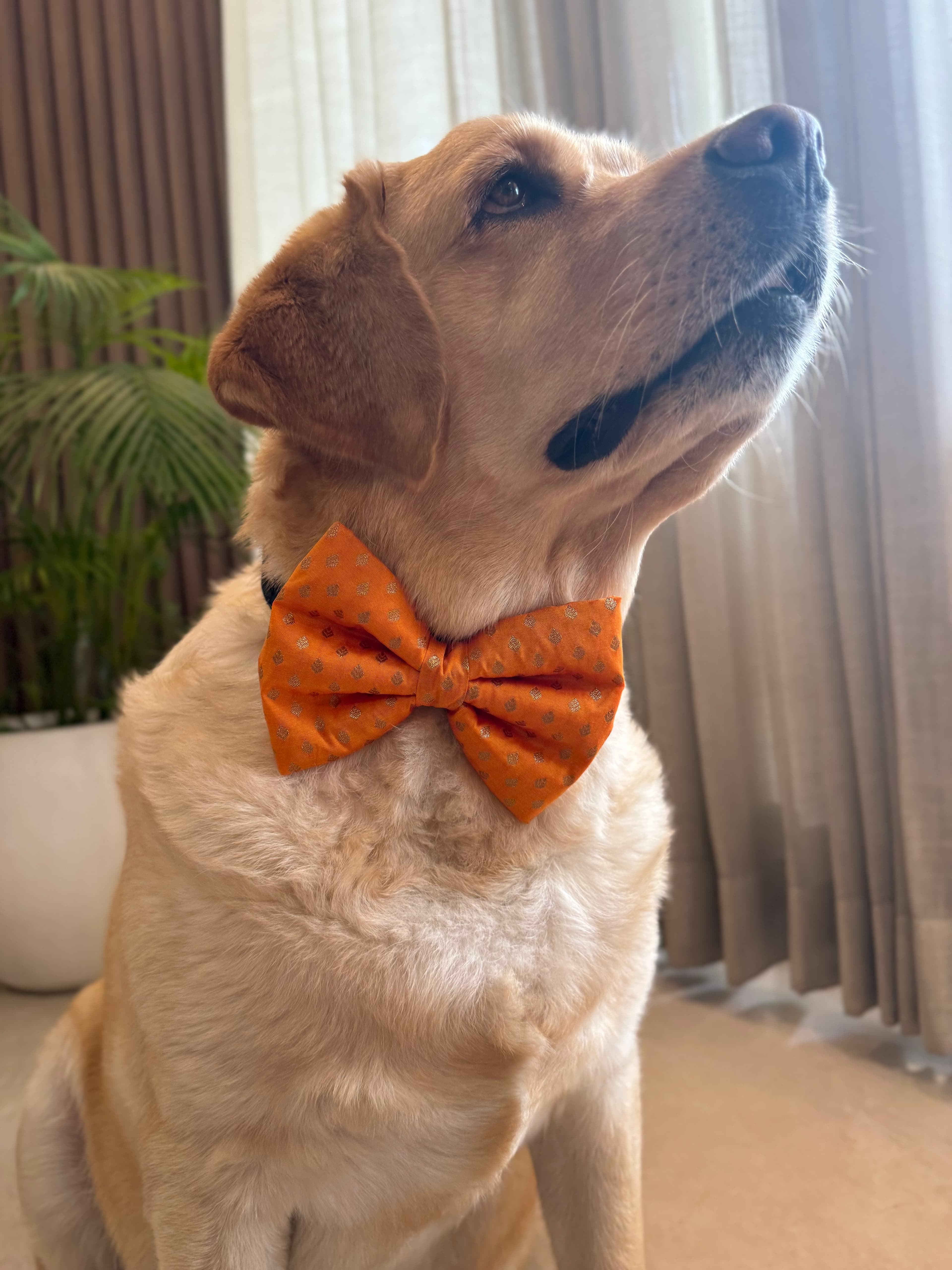 Golden Glow Festive Bow Tie