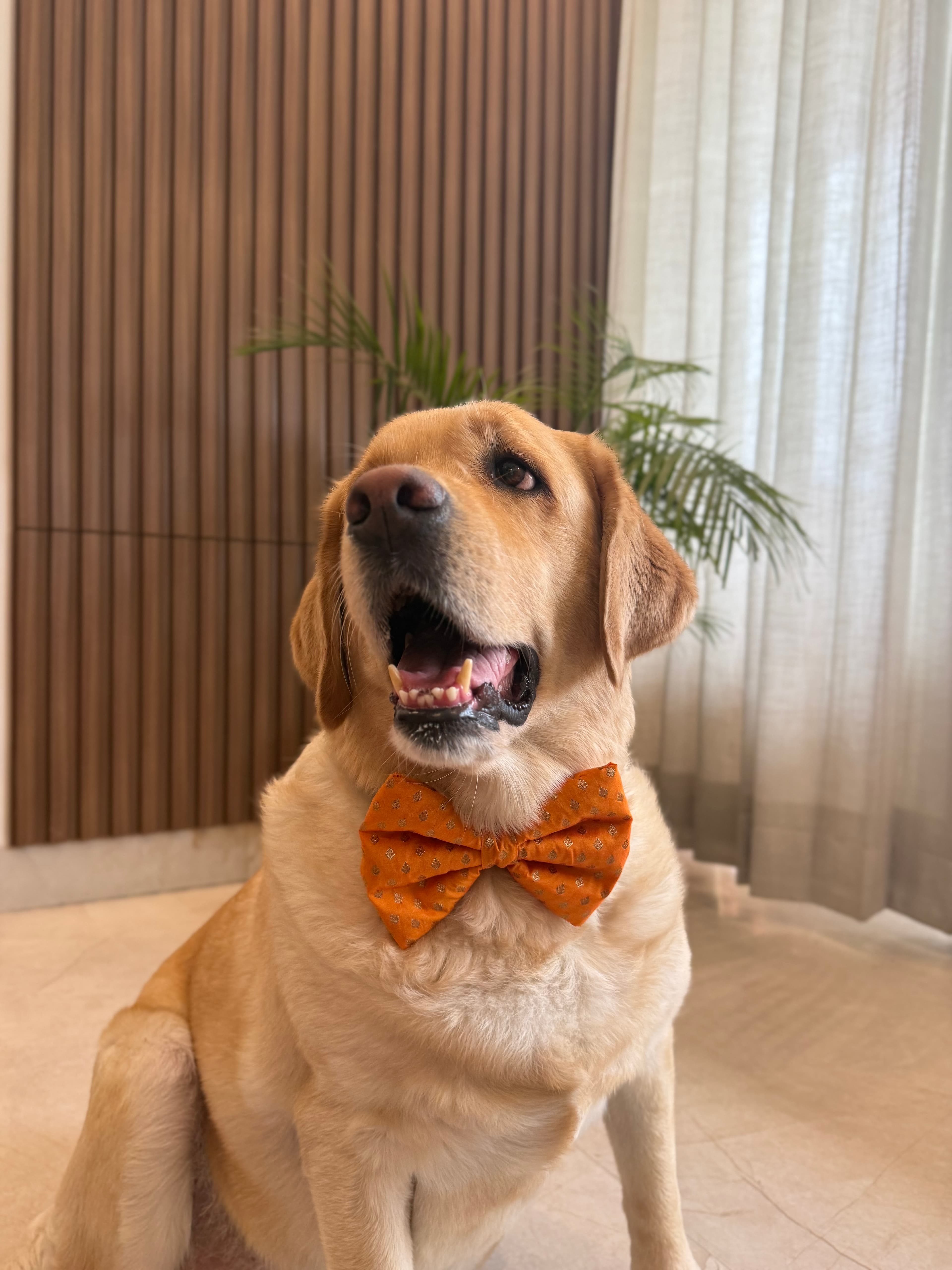 Golden Glow Festive Bow Tie image 2
