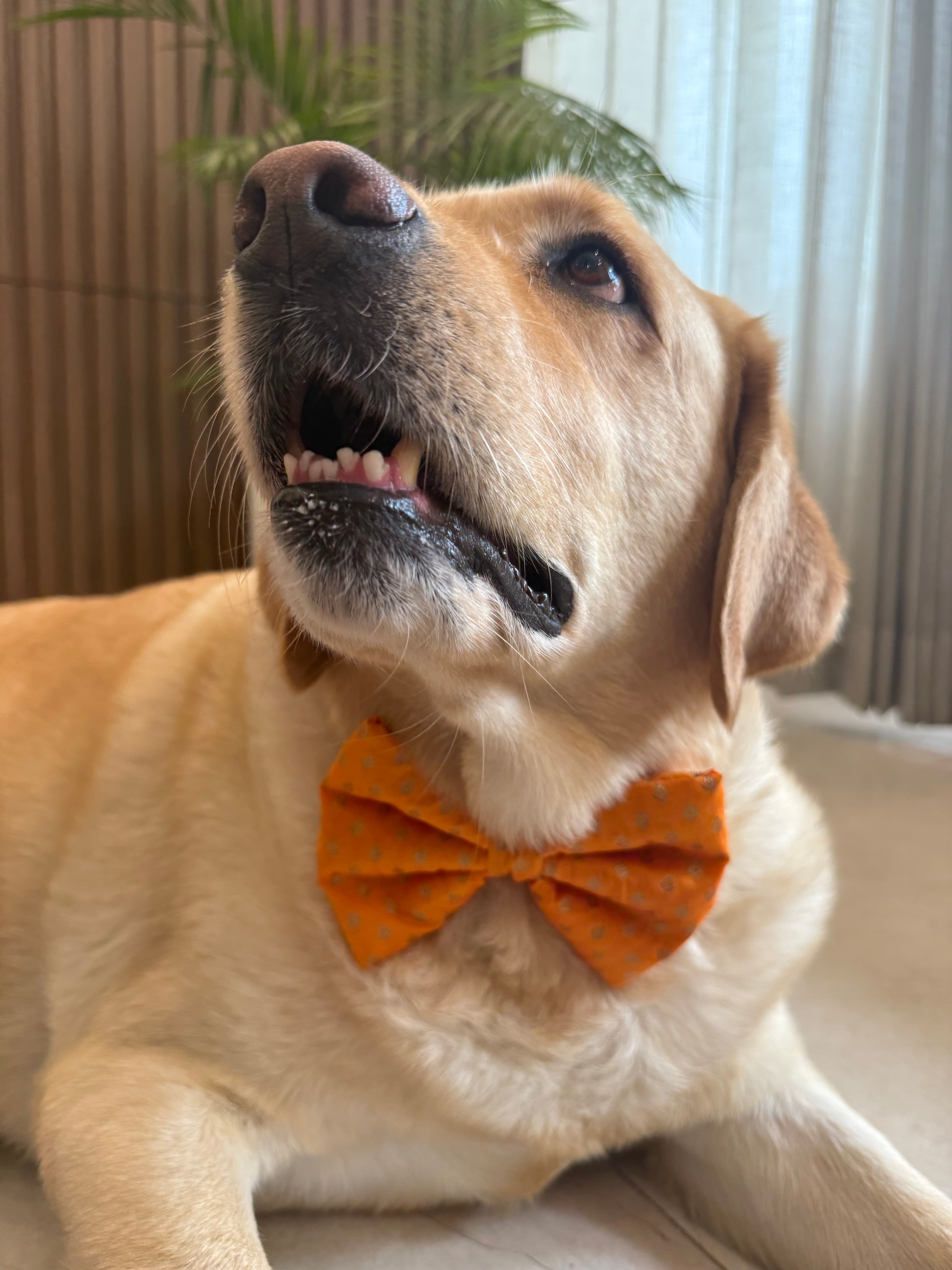 Golden Glow Festive Bow Tie image 3