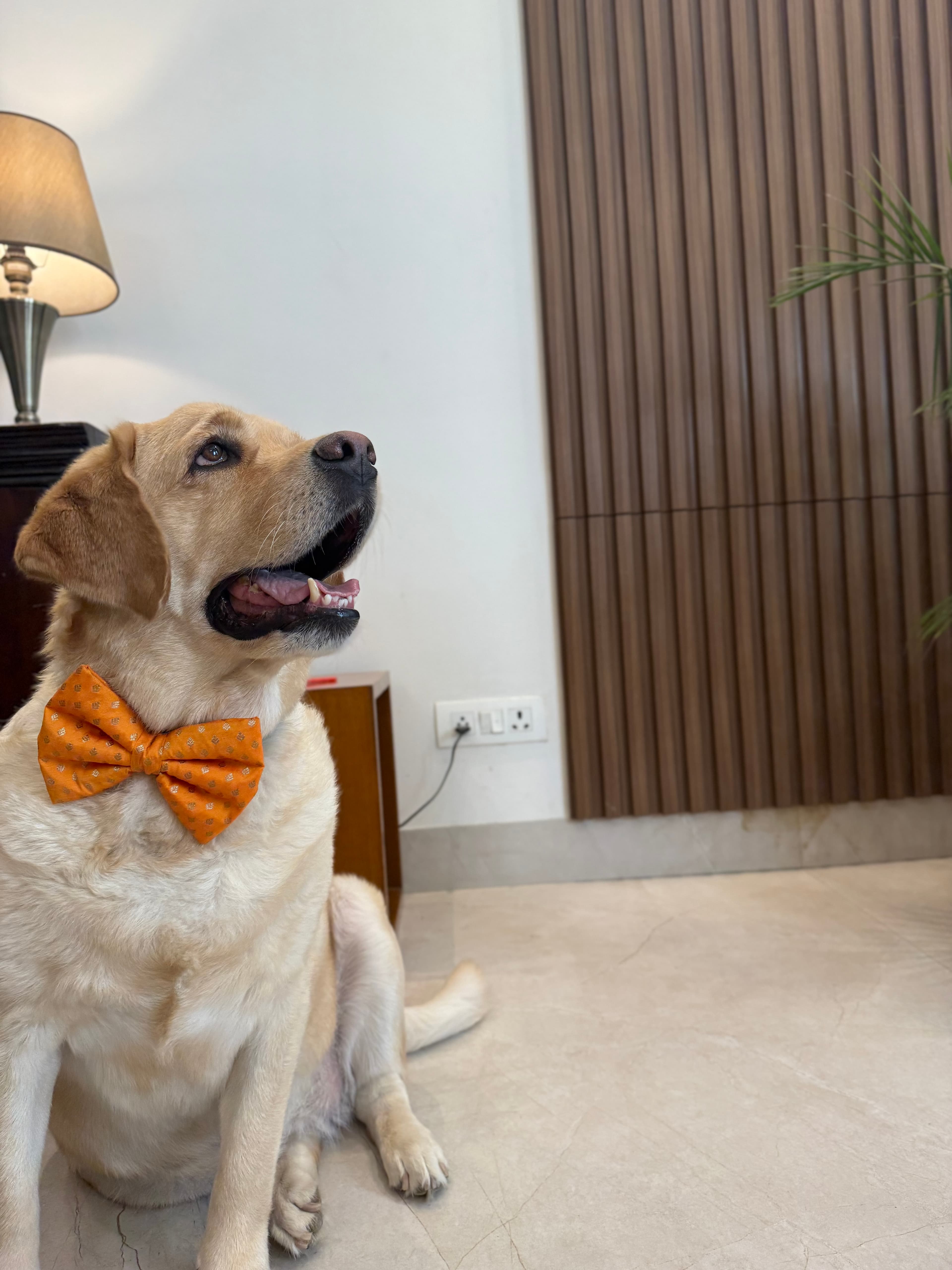 Golden Glow Festive Bow Tie image 4