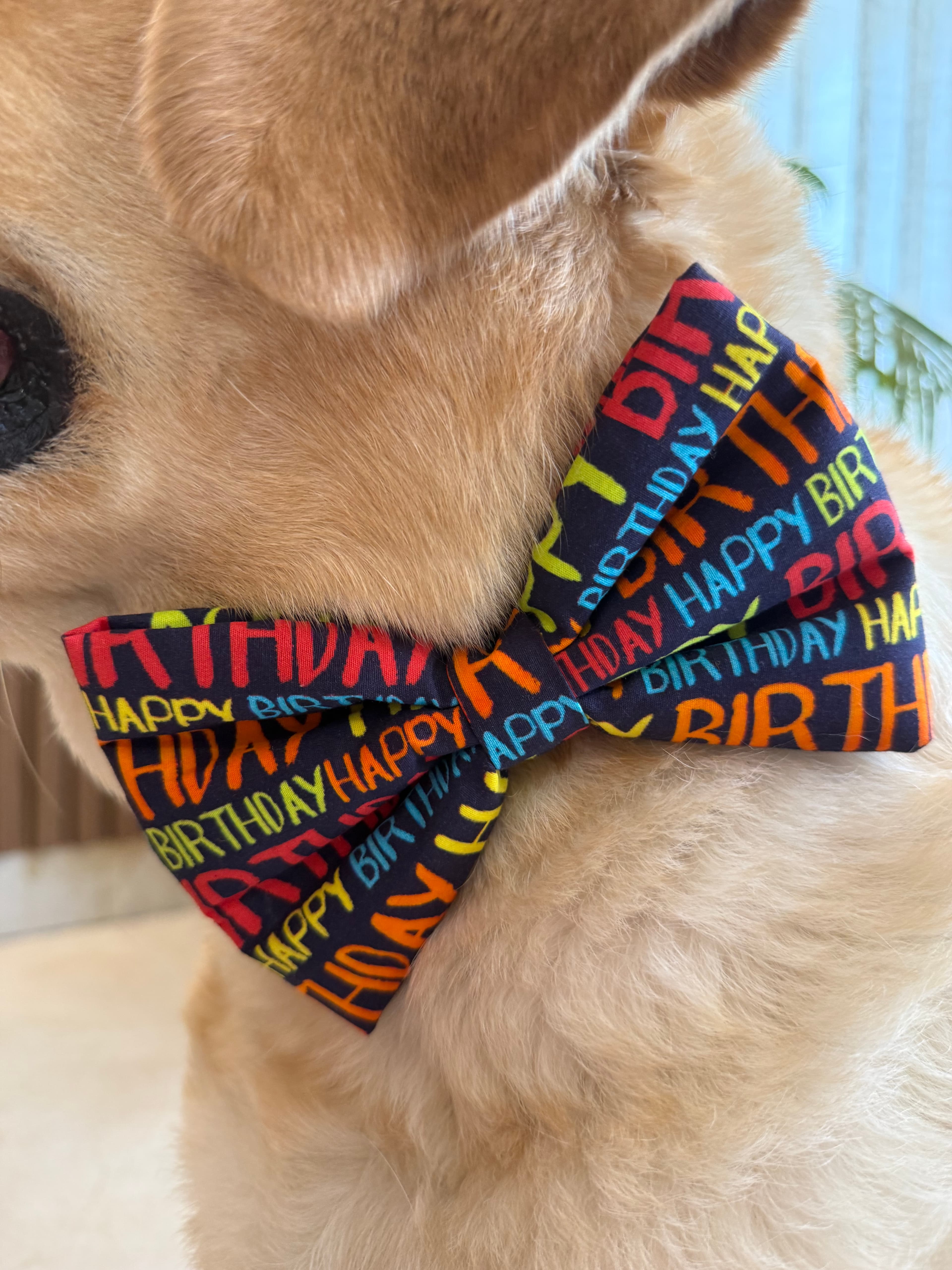 Pawty Pop Birthday Bow Tie image 3