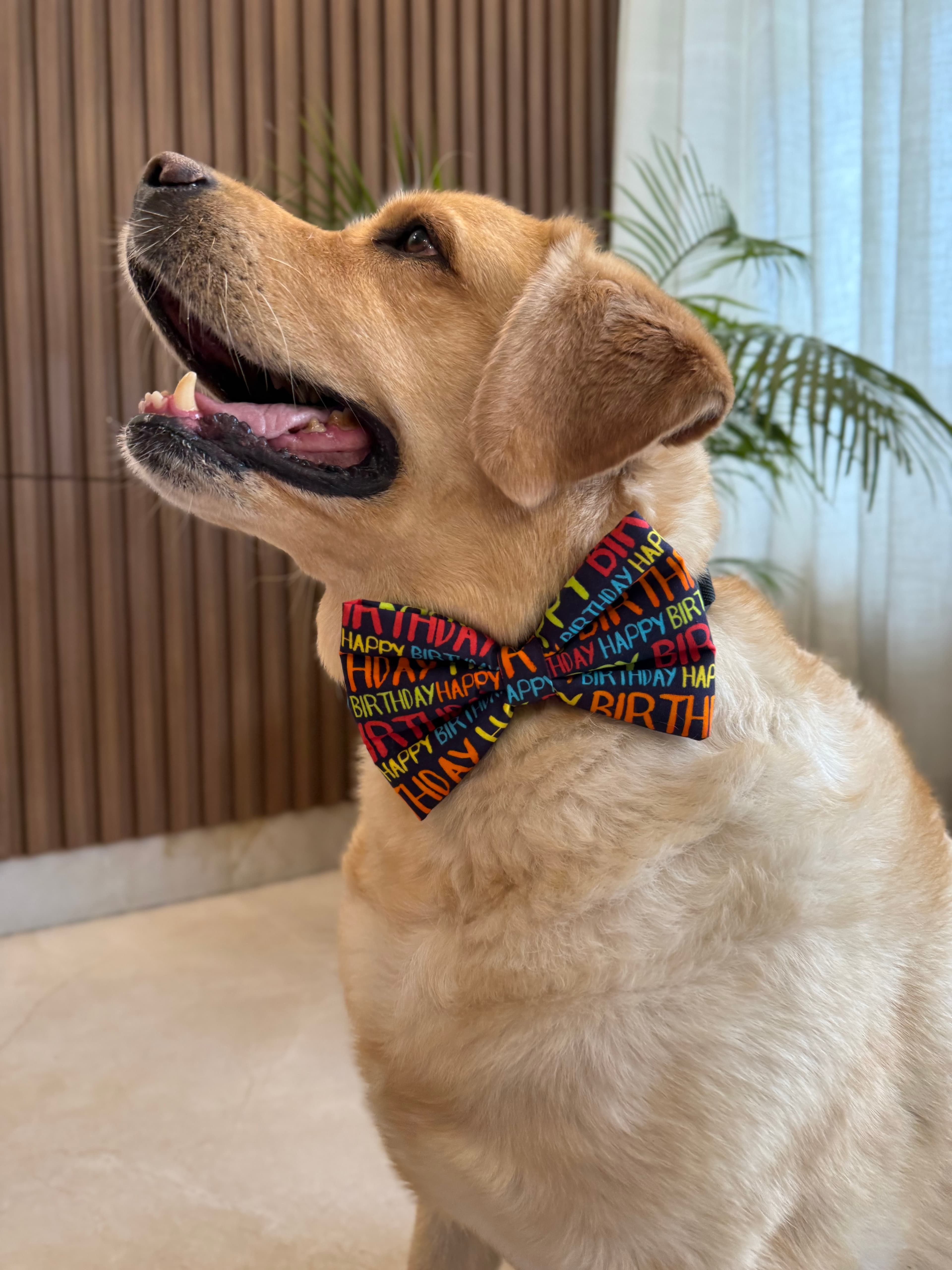 Pawty Pop Birthday Bow Tie image 2