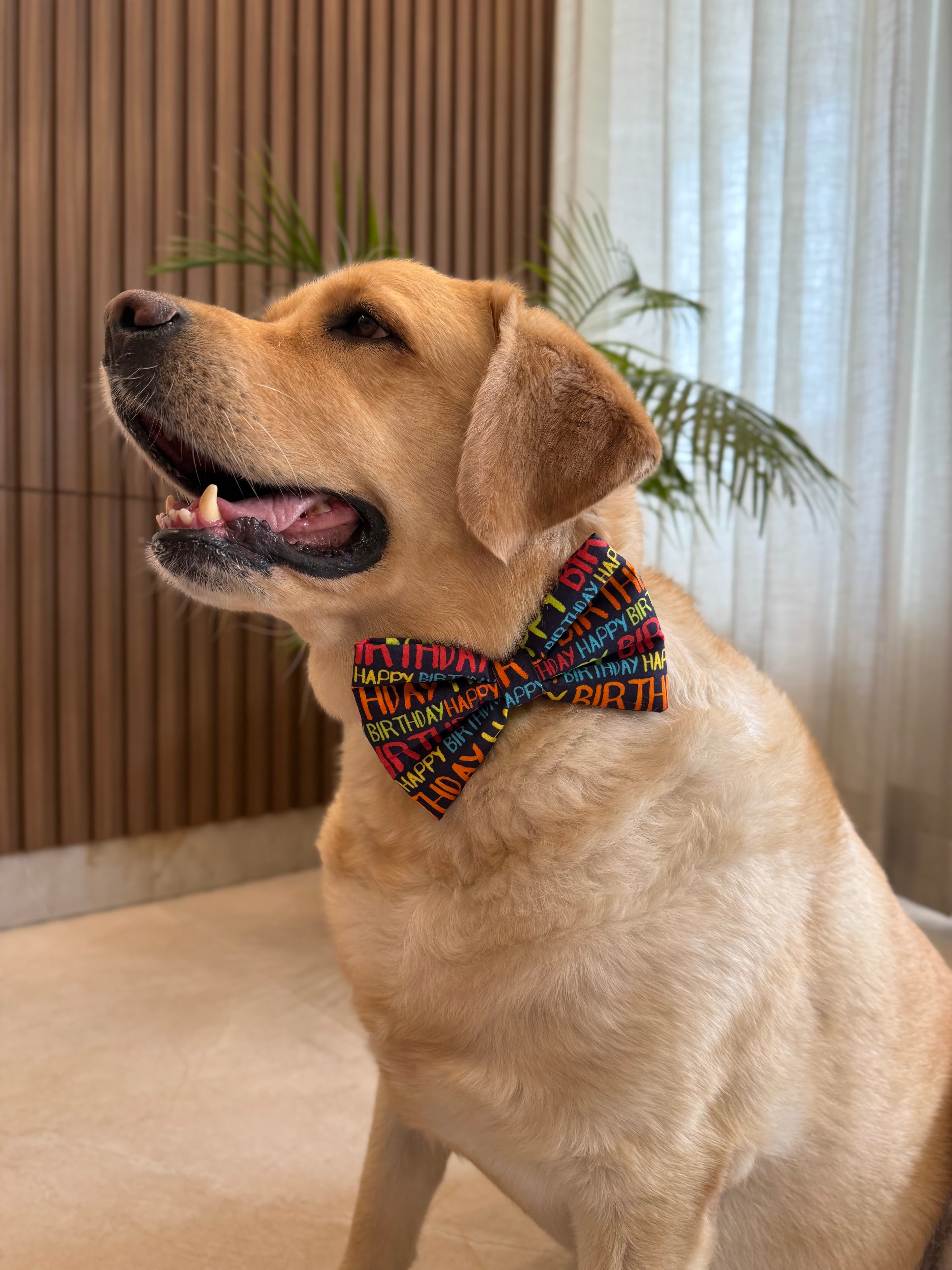 Pawty Pop Birthday Bow Tie