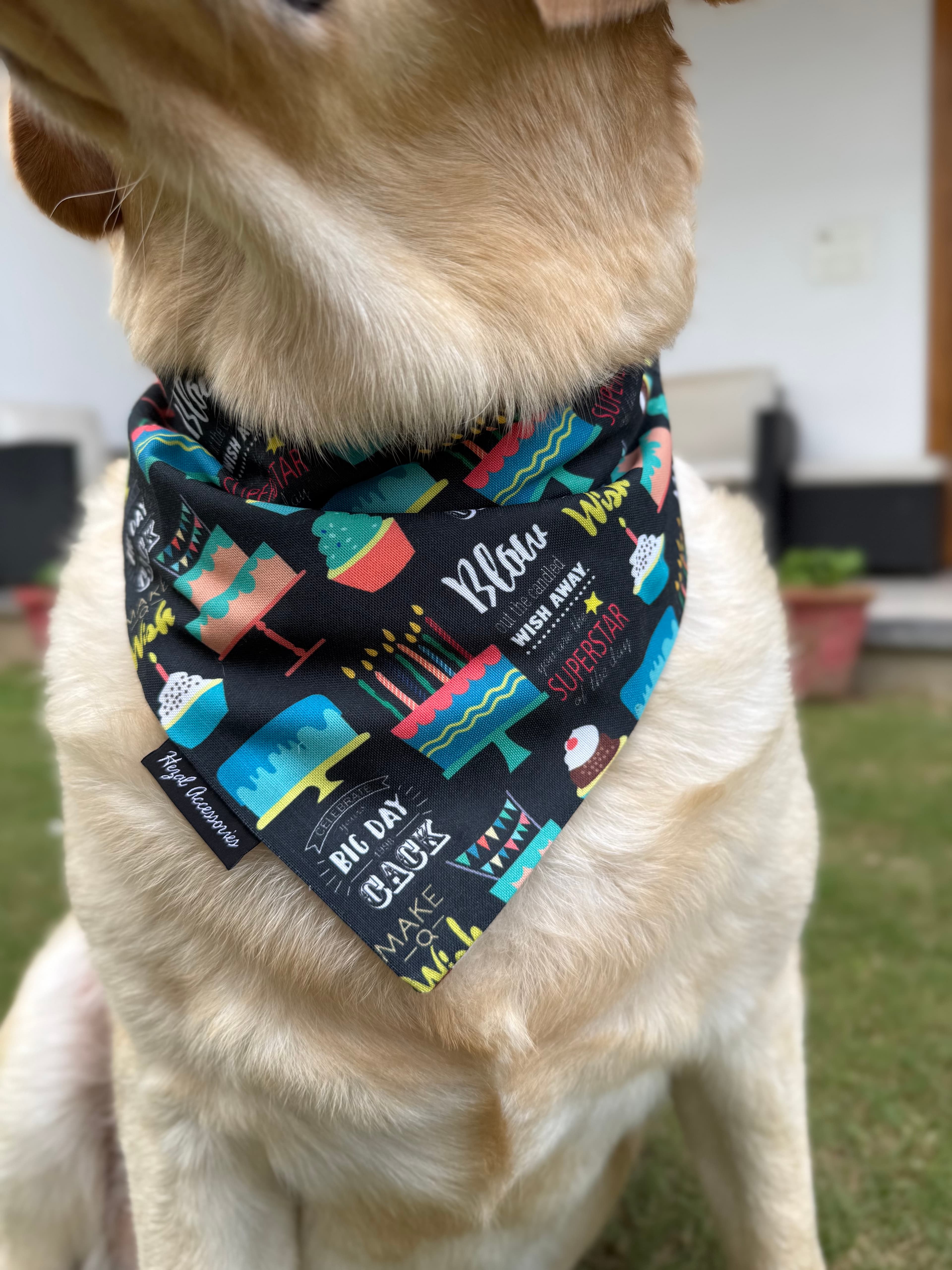 Birthday Bash tie on Bandana image 3