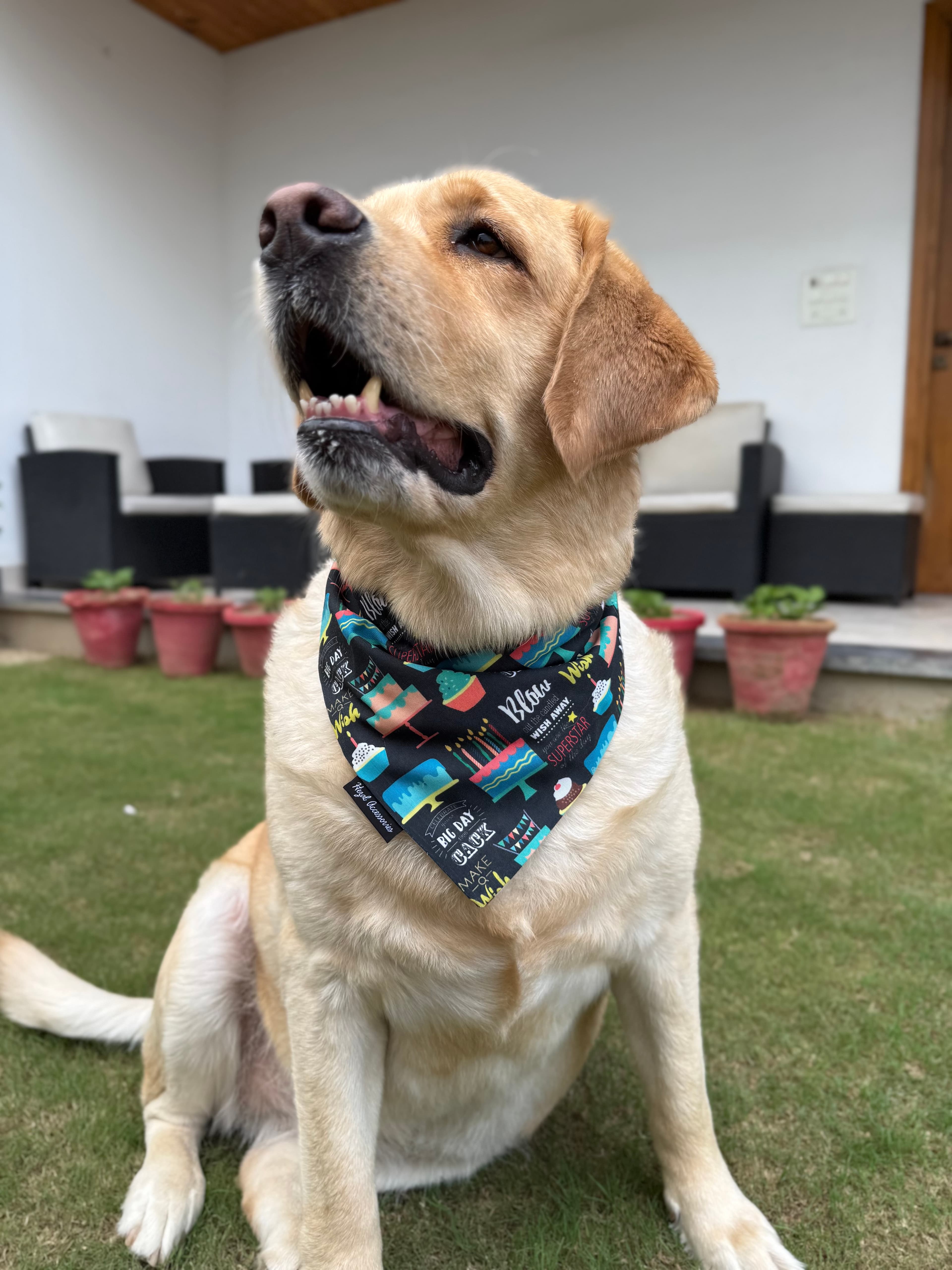 Birthday Bash tie on Bandana image 2