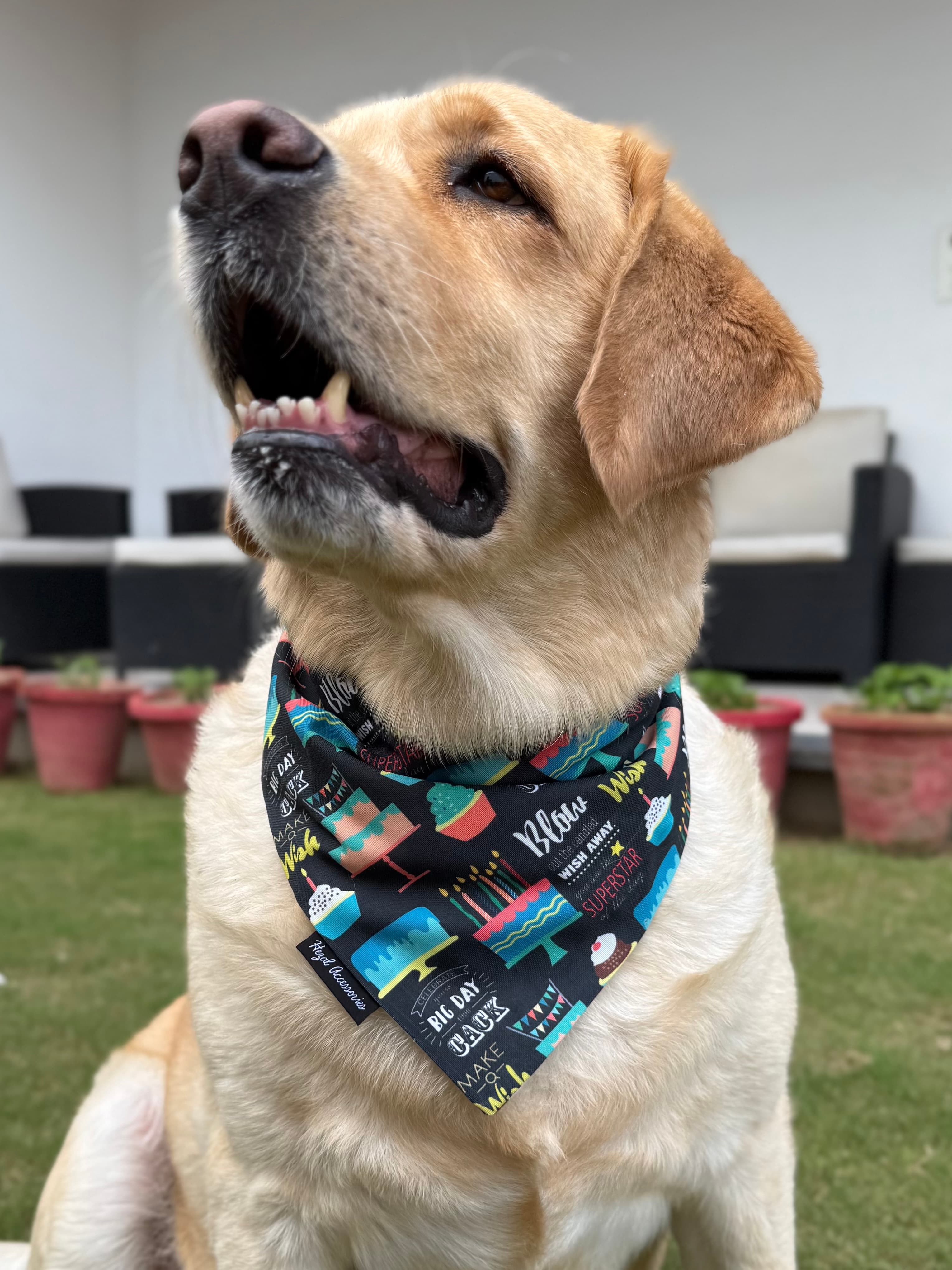 Birthday Bash tie on Bandana