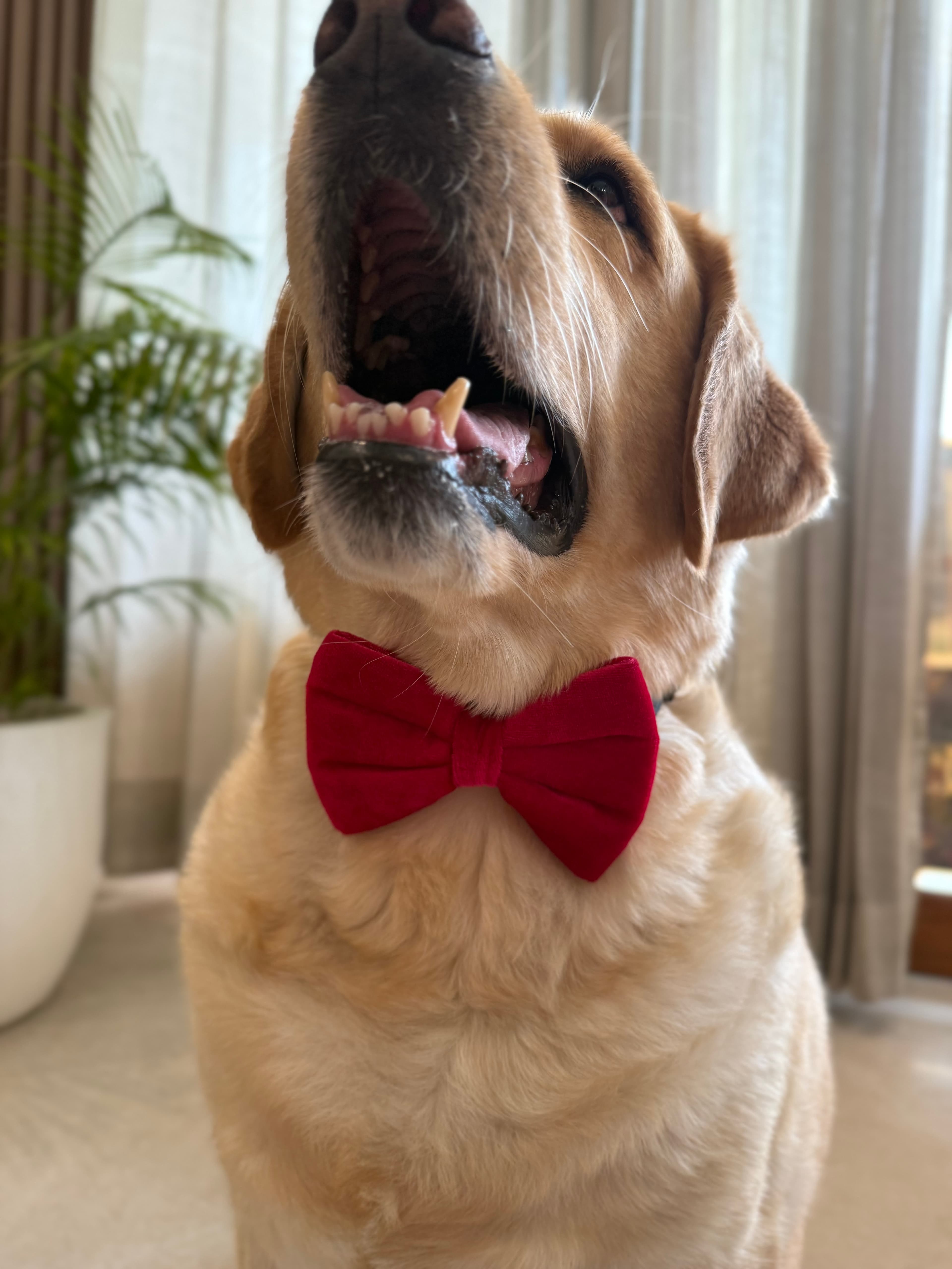 Ruby Velvet Bow Tie image 2