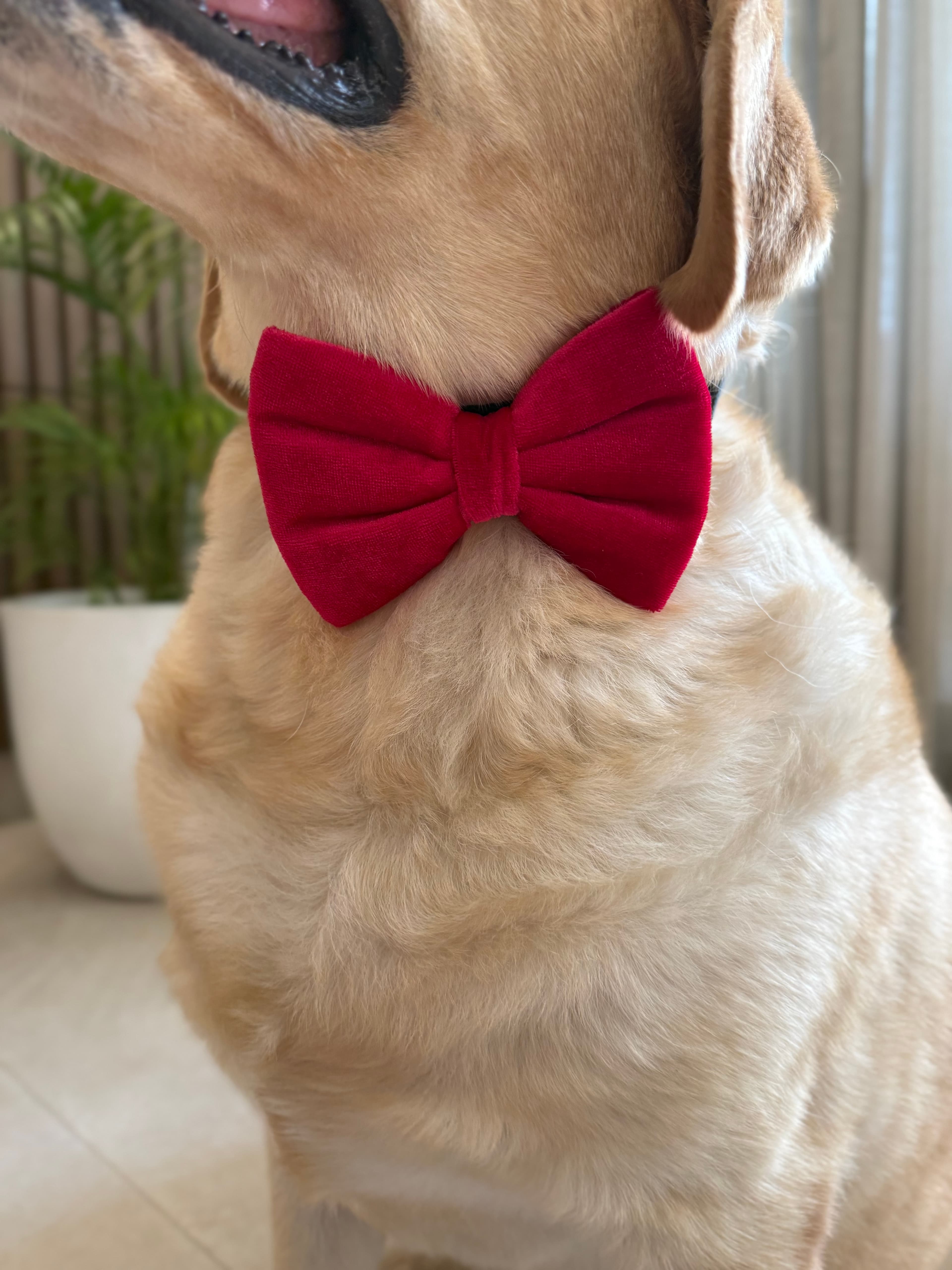 Ruby Velvet Bow Tie image 3