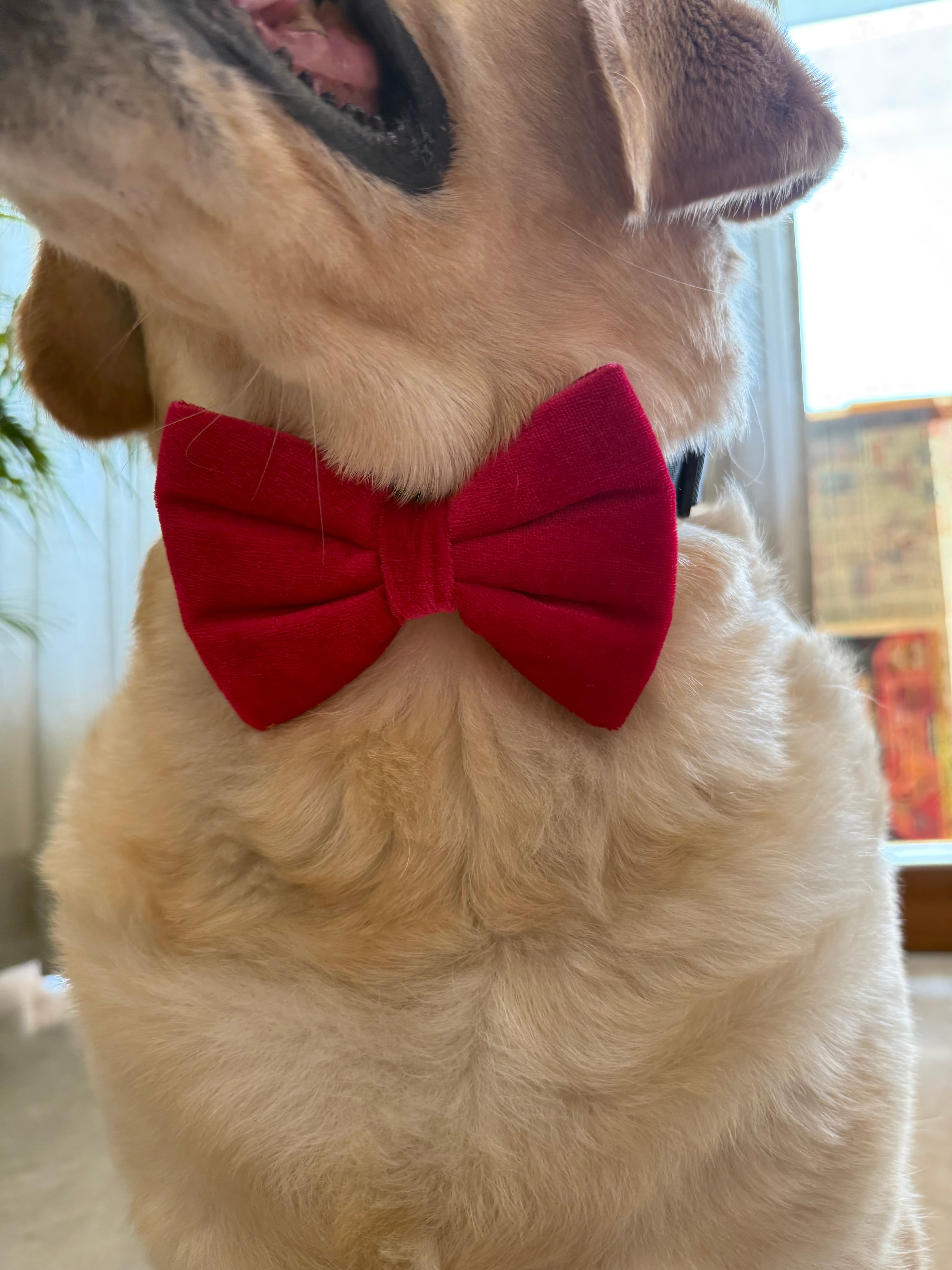 Ruby Velvet Bow Tie image 4